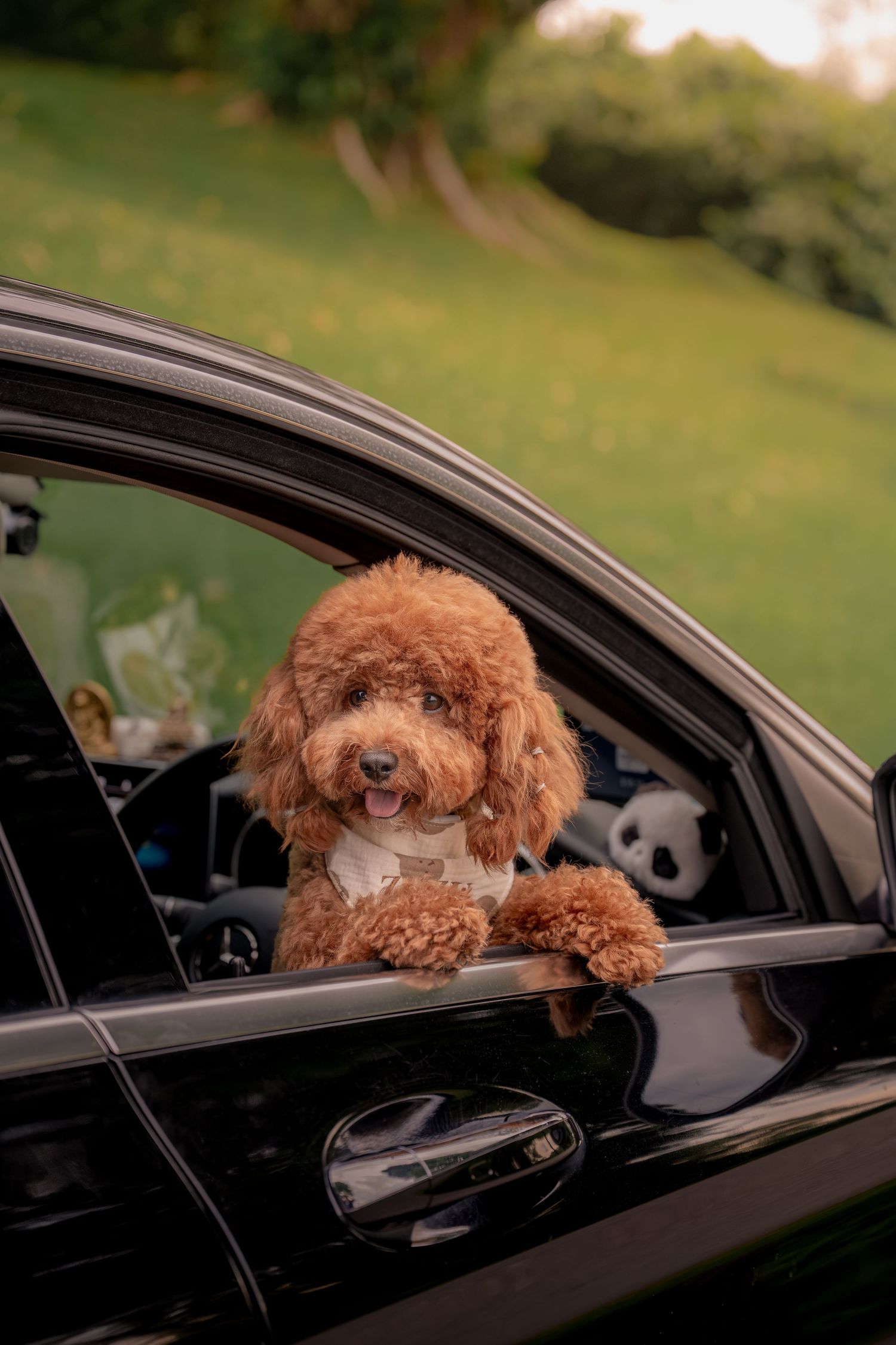 Adorable fluffy brown toy poodle leaning out of a black car window with stuffed animals visible inside.