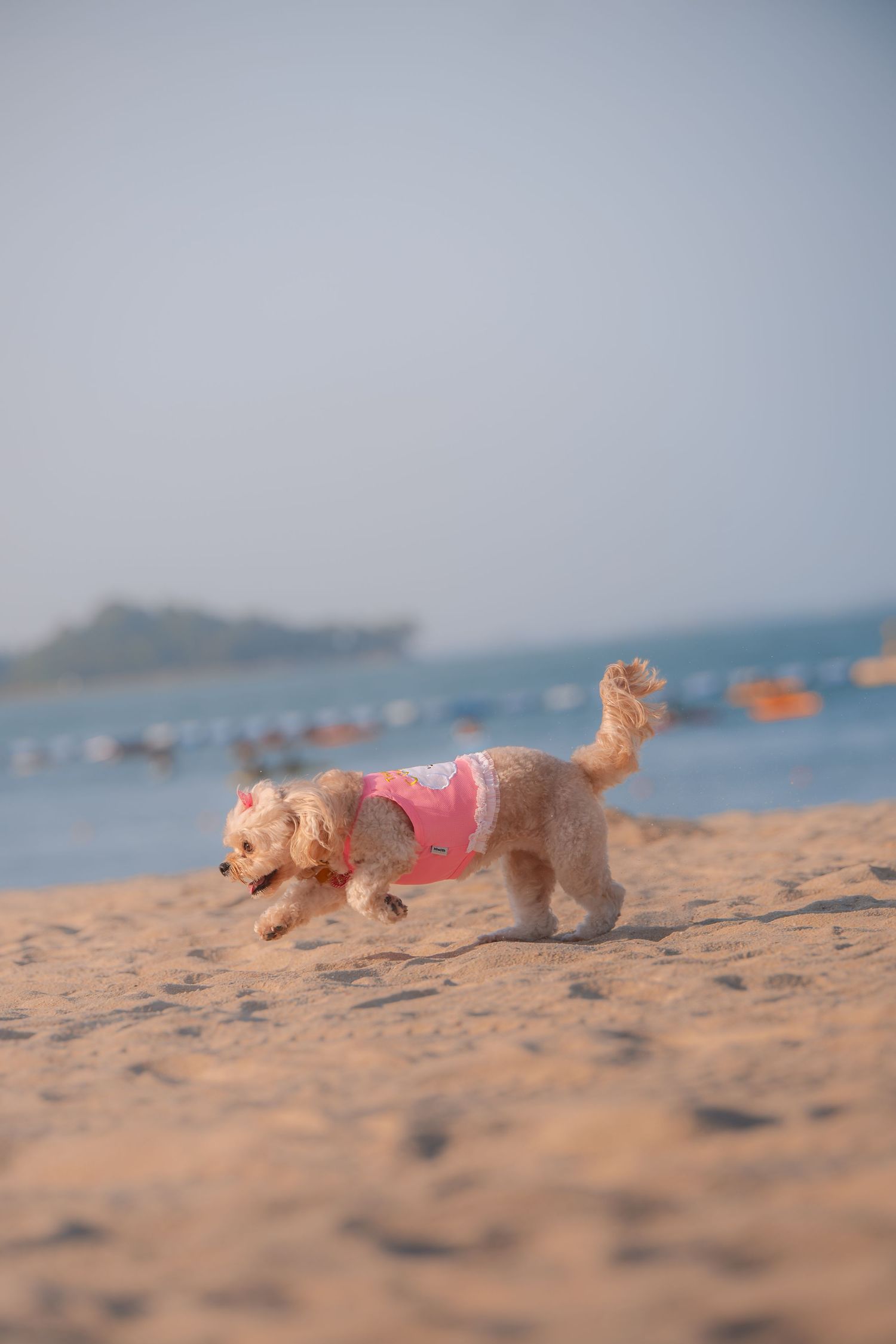 A small fluffy dog wearing a pink outfit runs playfully on a sandy beach with calm ocean waters in the background.