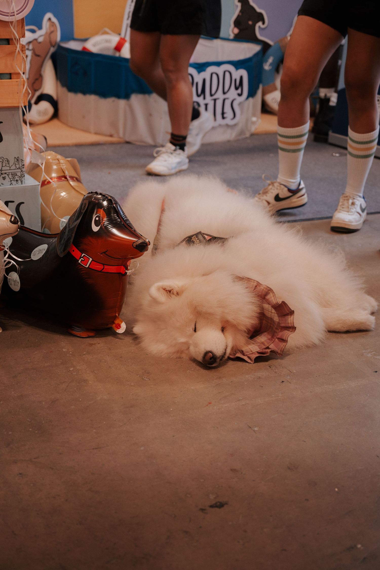White fluffy dog lying relaxed on the floor with a red collar.