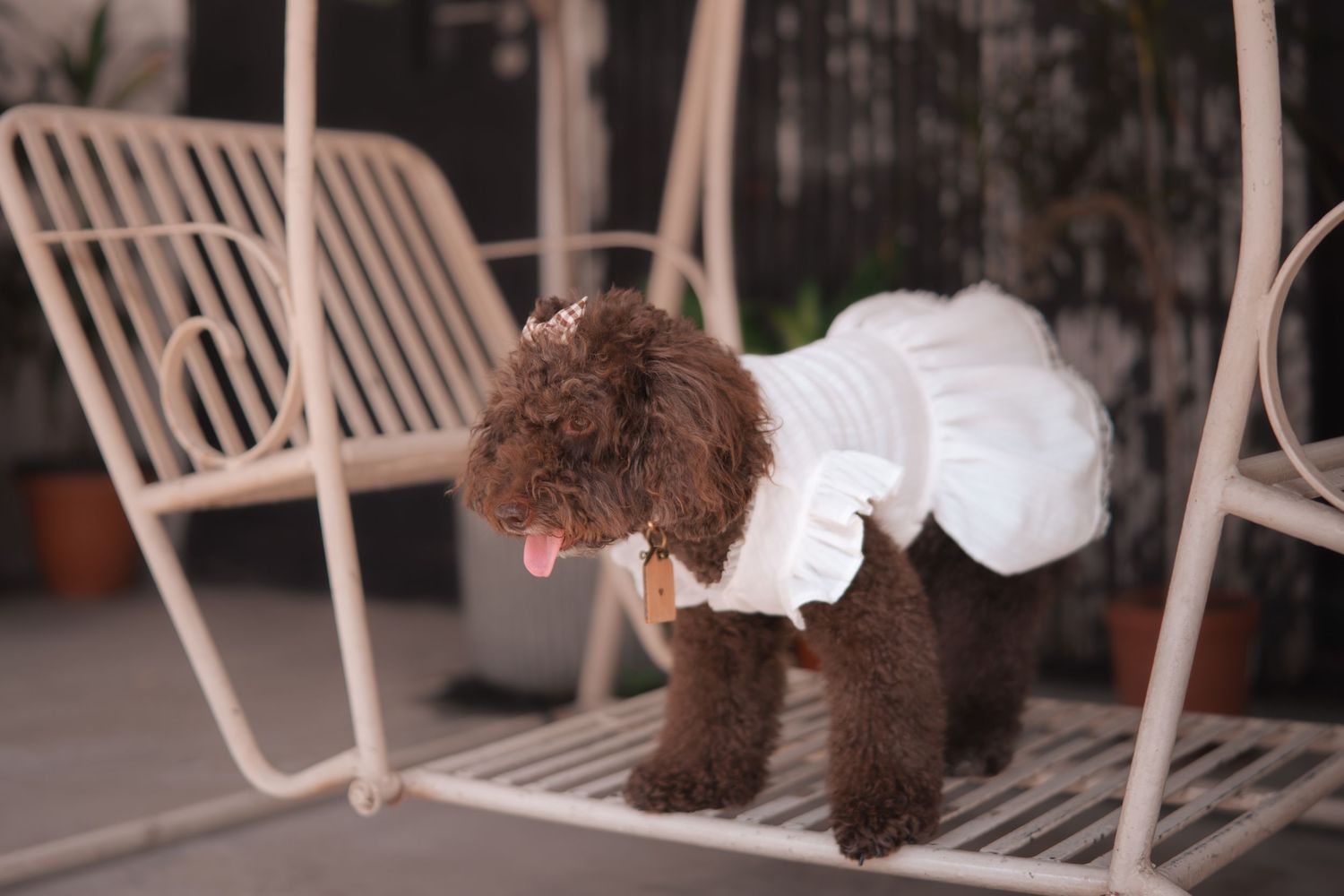 A brown toy poodle puppy walks across a white bench in a garden setting.
