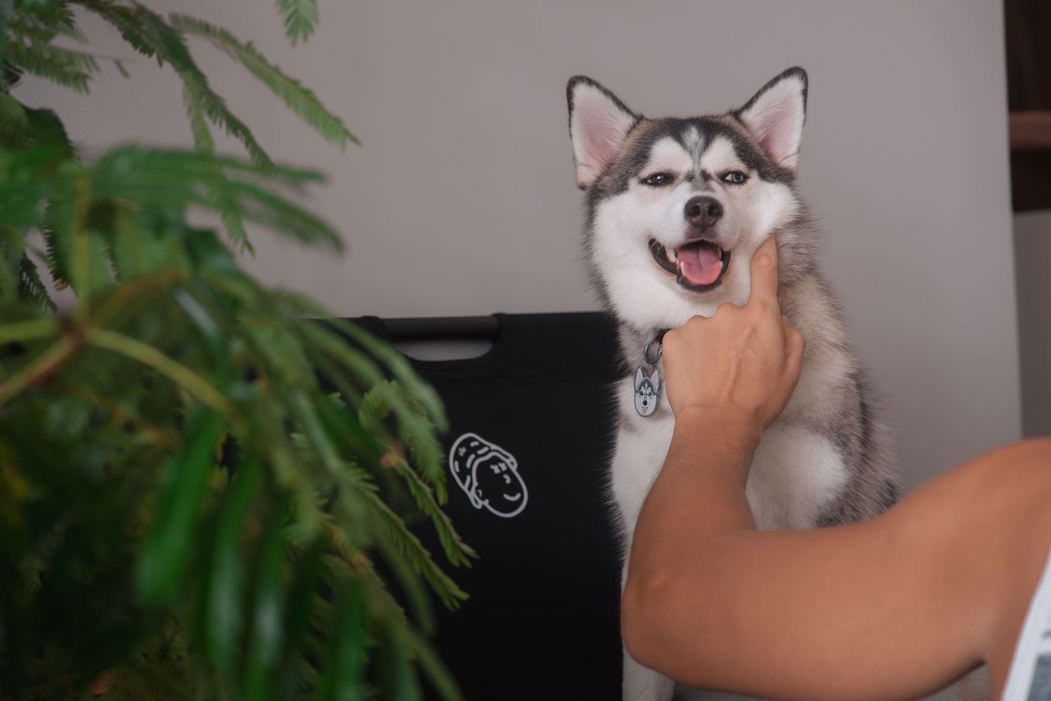 A happy Alaskan Malamute or Husky dog with a big smile sits next to a houseplant while being pet.