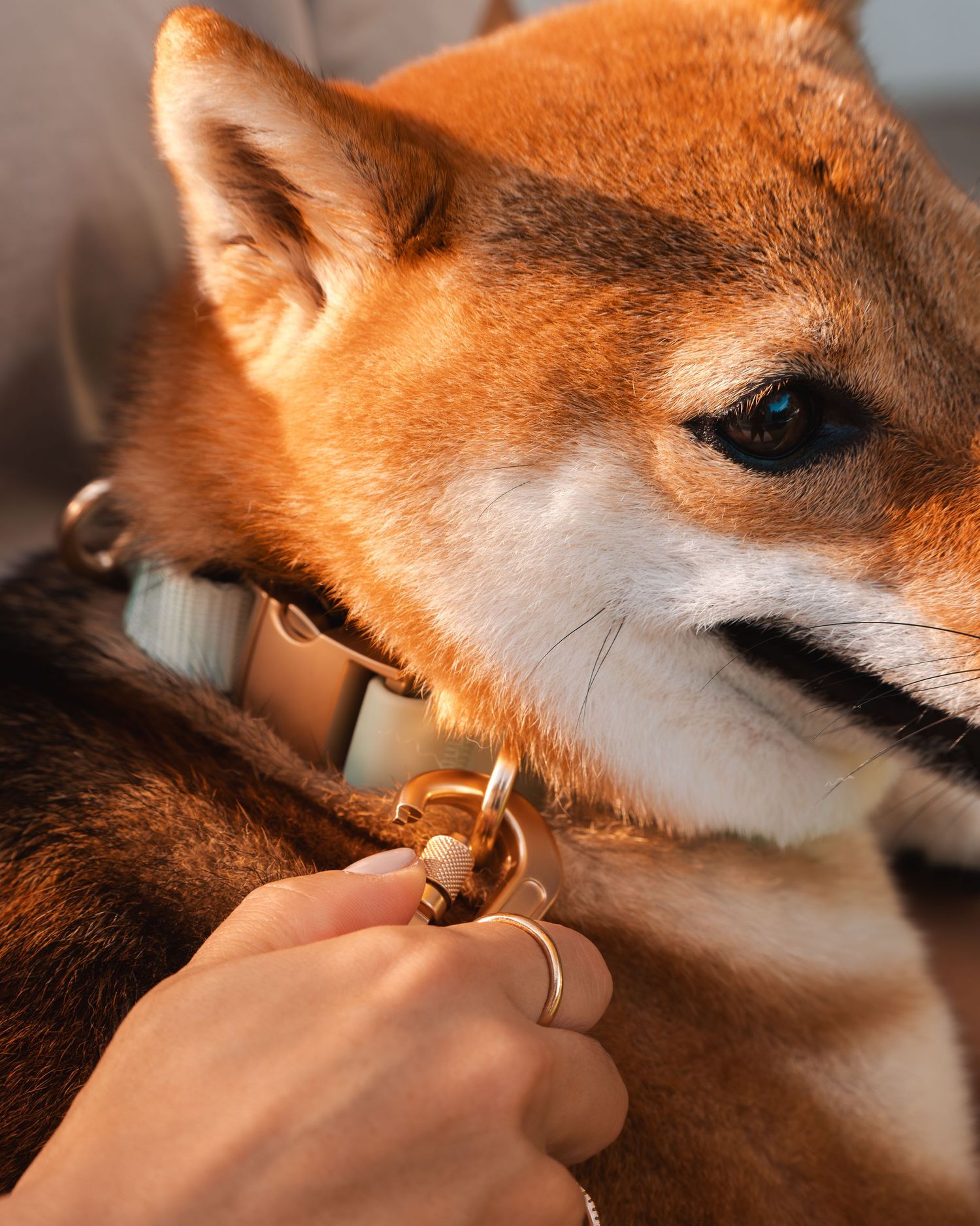 Close-up sequence showing hands attaching a gold collar or accessory to a Shiba Inu dog.