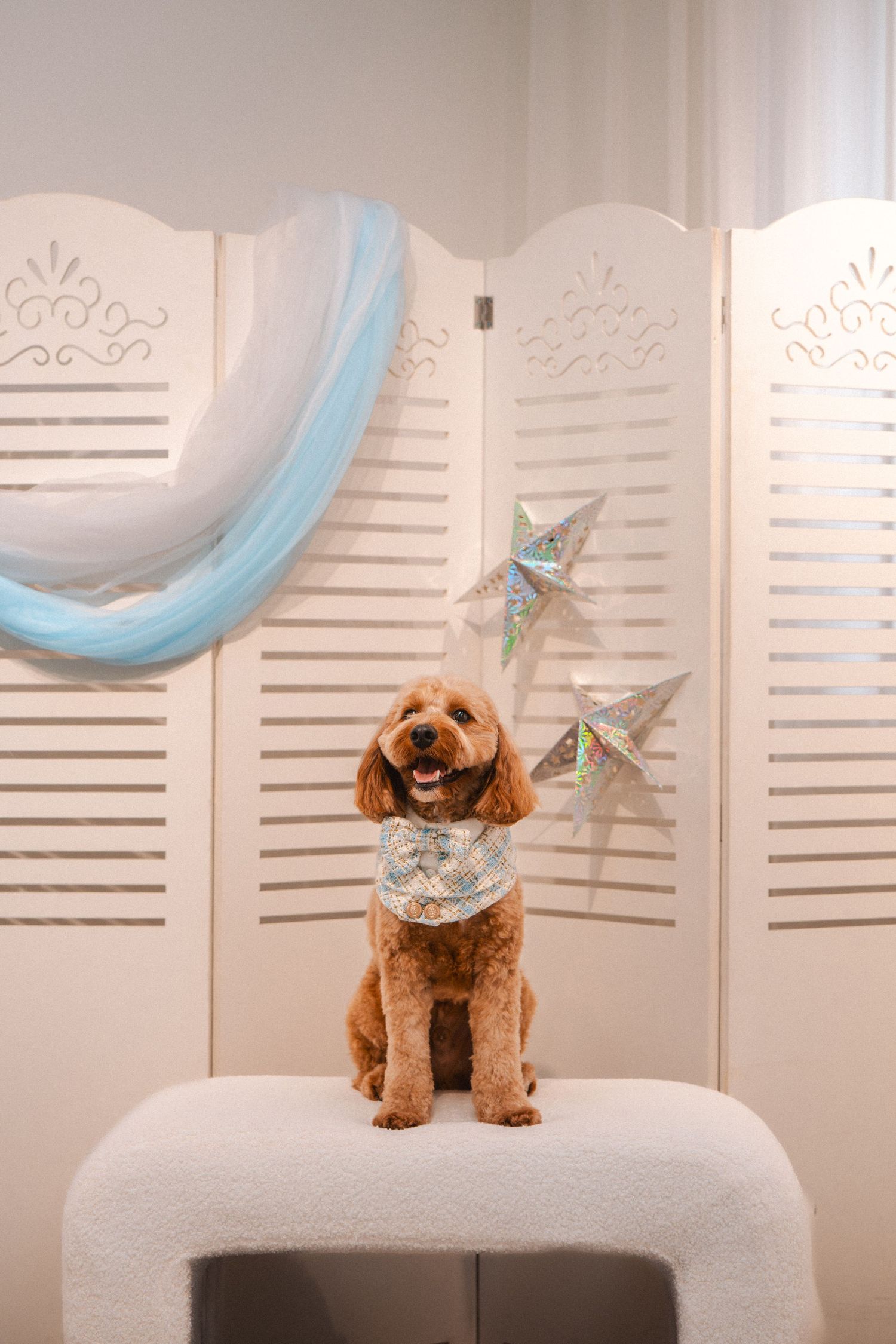 A fluffy golden Cockapoo dog wearing a decorative bandana sits on a white ottoman before a white folding screen with star decorations.