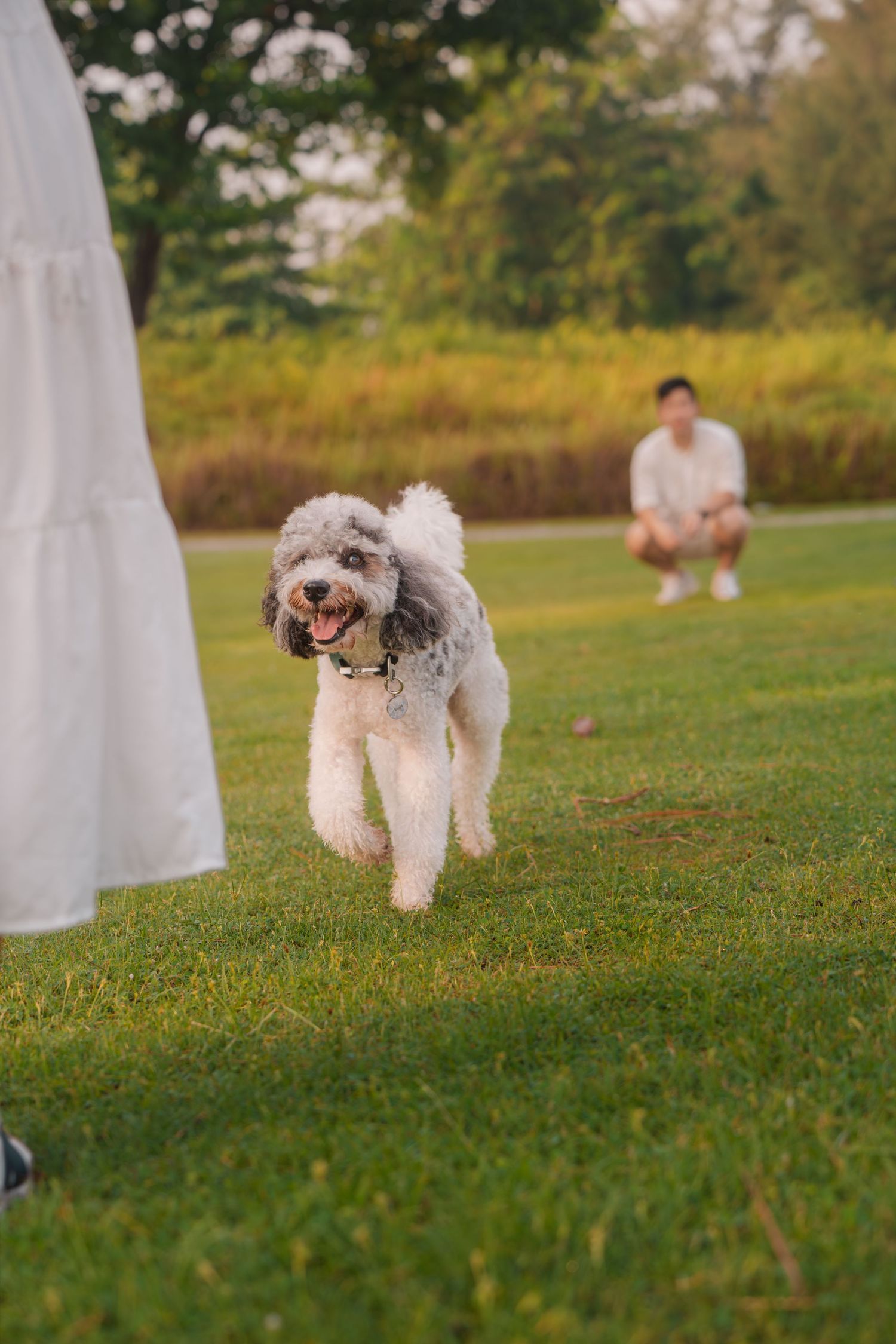 A fluffy gray and white dog runs happily across a green lawn with a man crouching in the background.