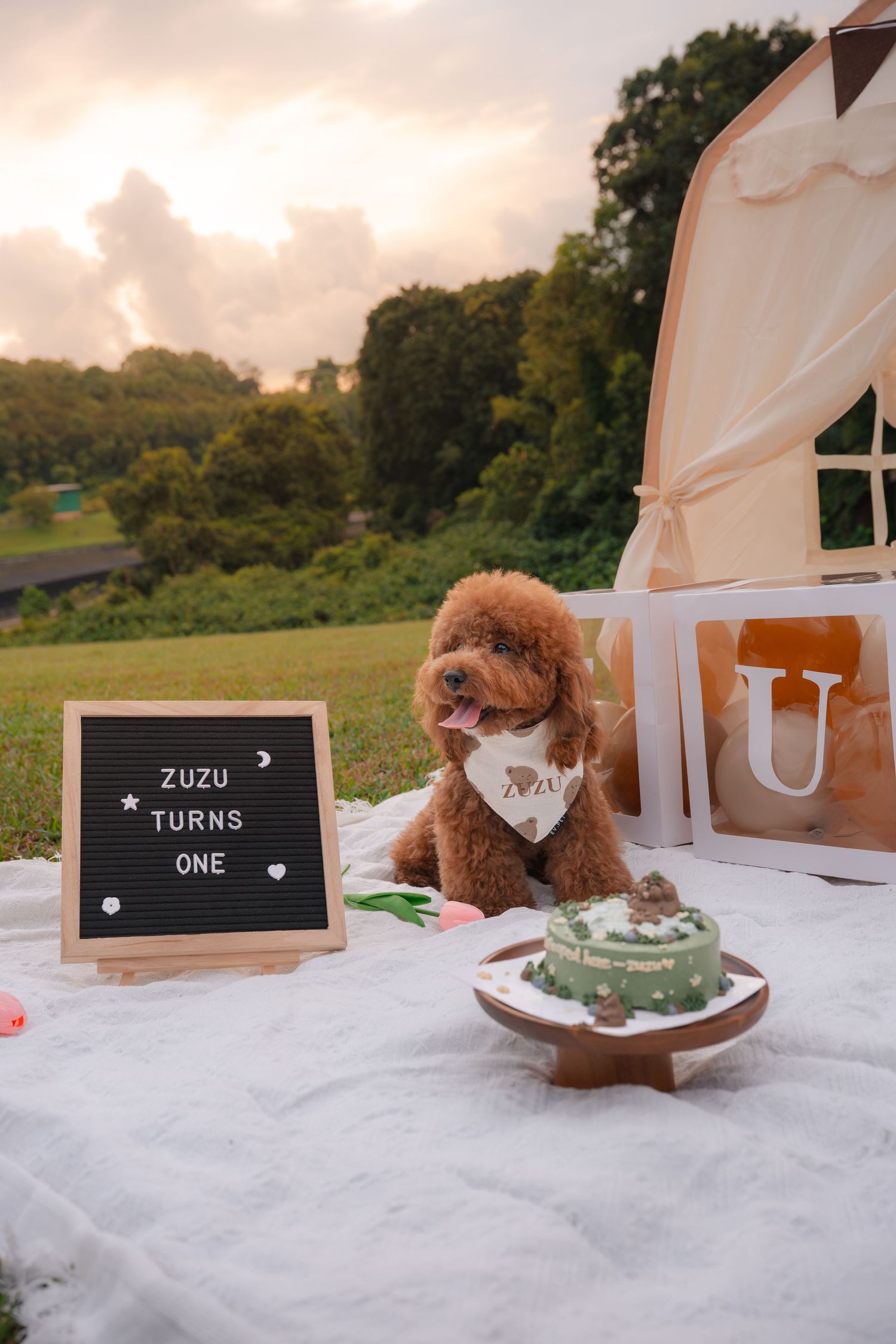 A brown toy poodle named Zuzu celebrates his first birthday outdoors with a green cake and letter board reading Zuzu Turns One.