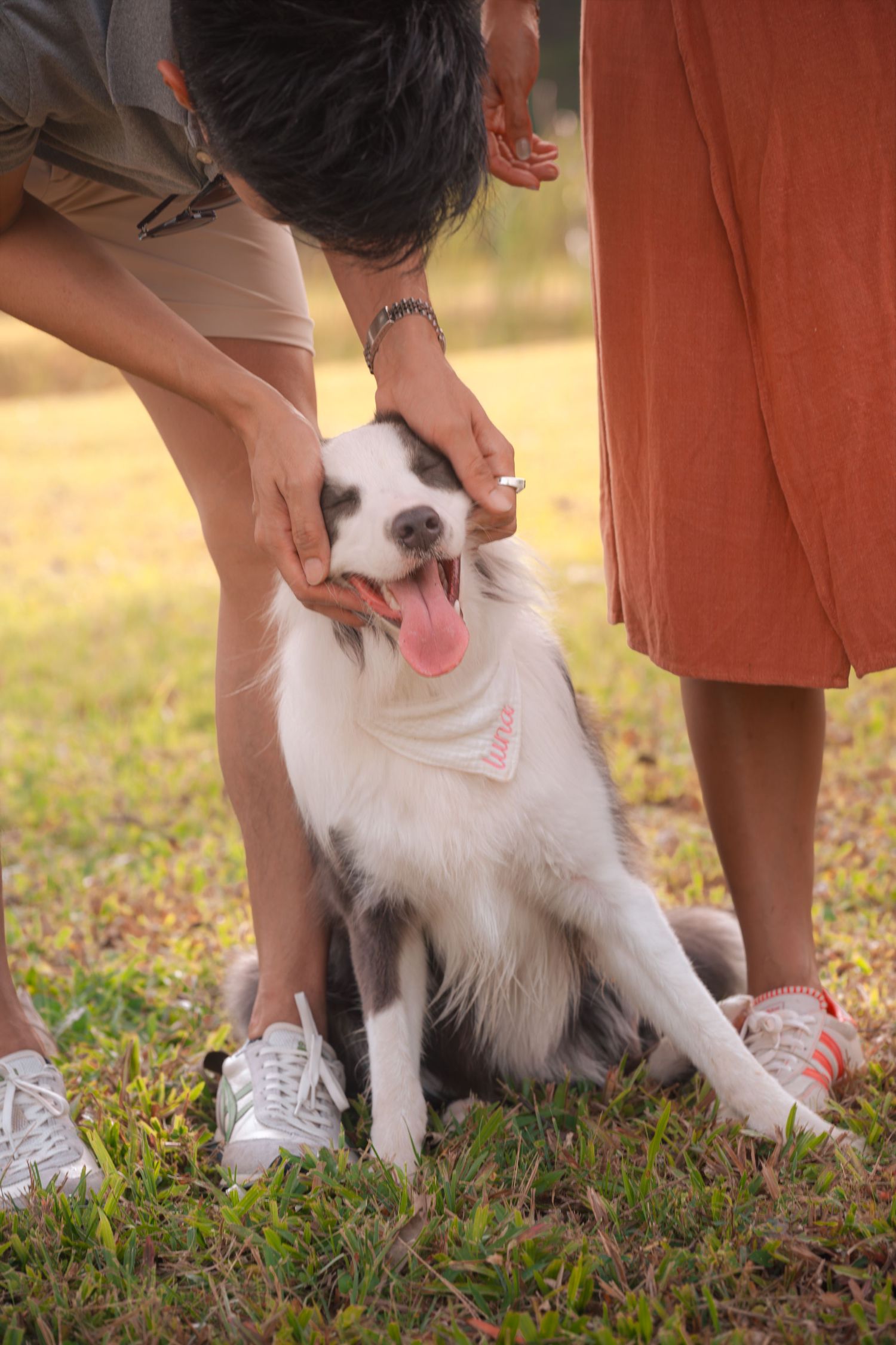 Two people petting a happy white and black Border Collie dog wearing a bandana sitting on green grass.