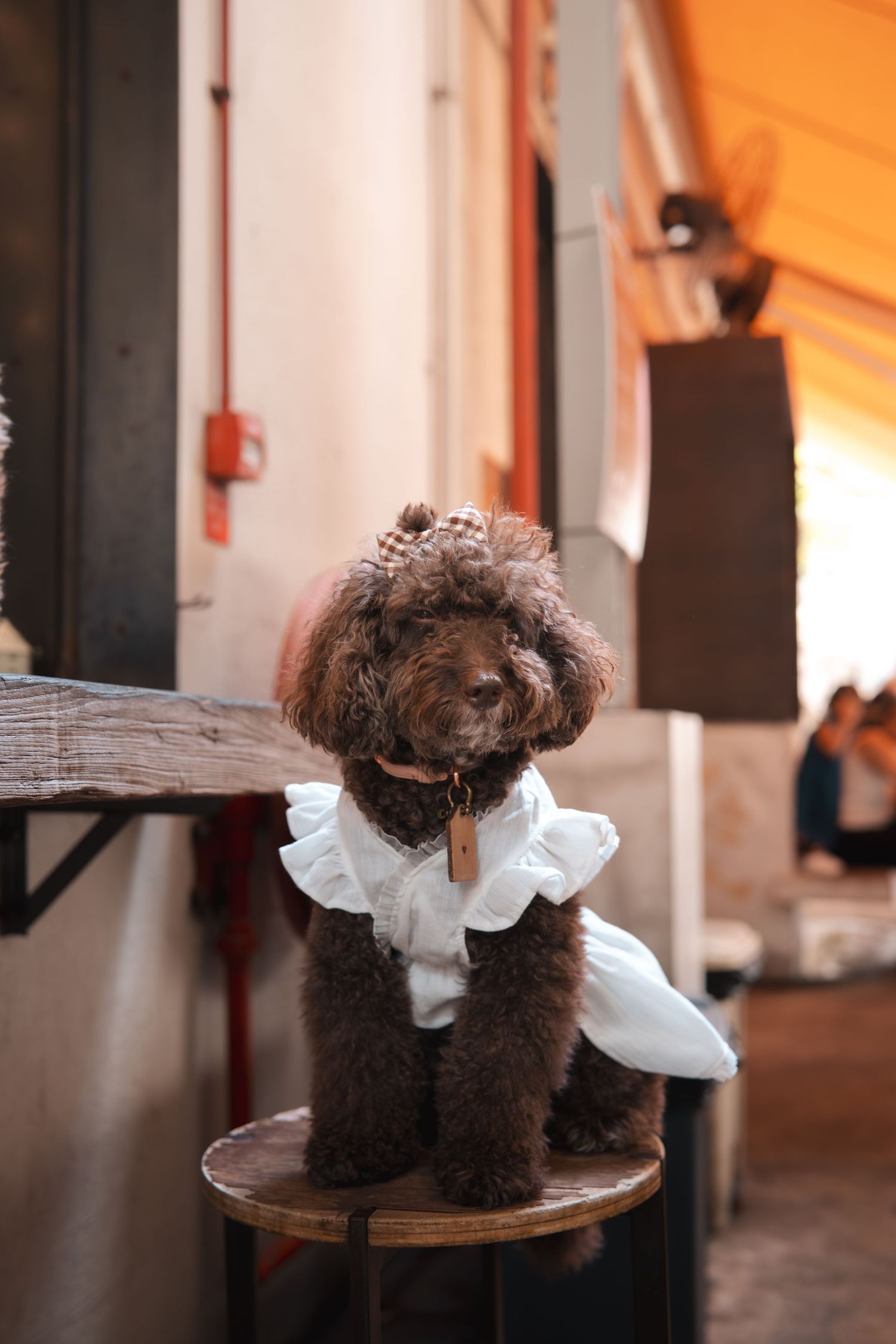 Small brown dog wearing a white ruffled collar sits on a round wooden table in warm lighting.