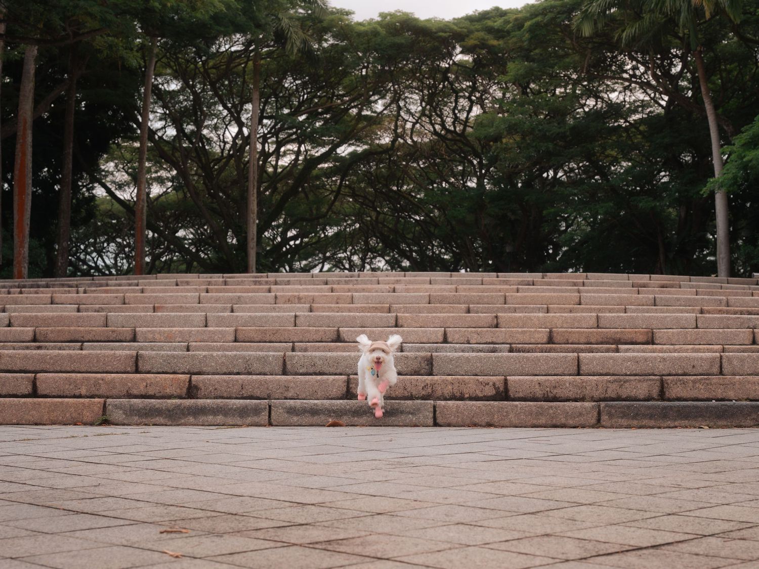 A white dog climbs brick steps in an outdoor amphitheater surrounded by trees.