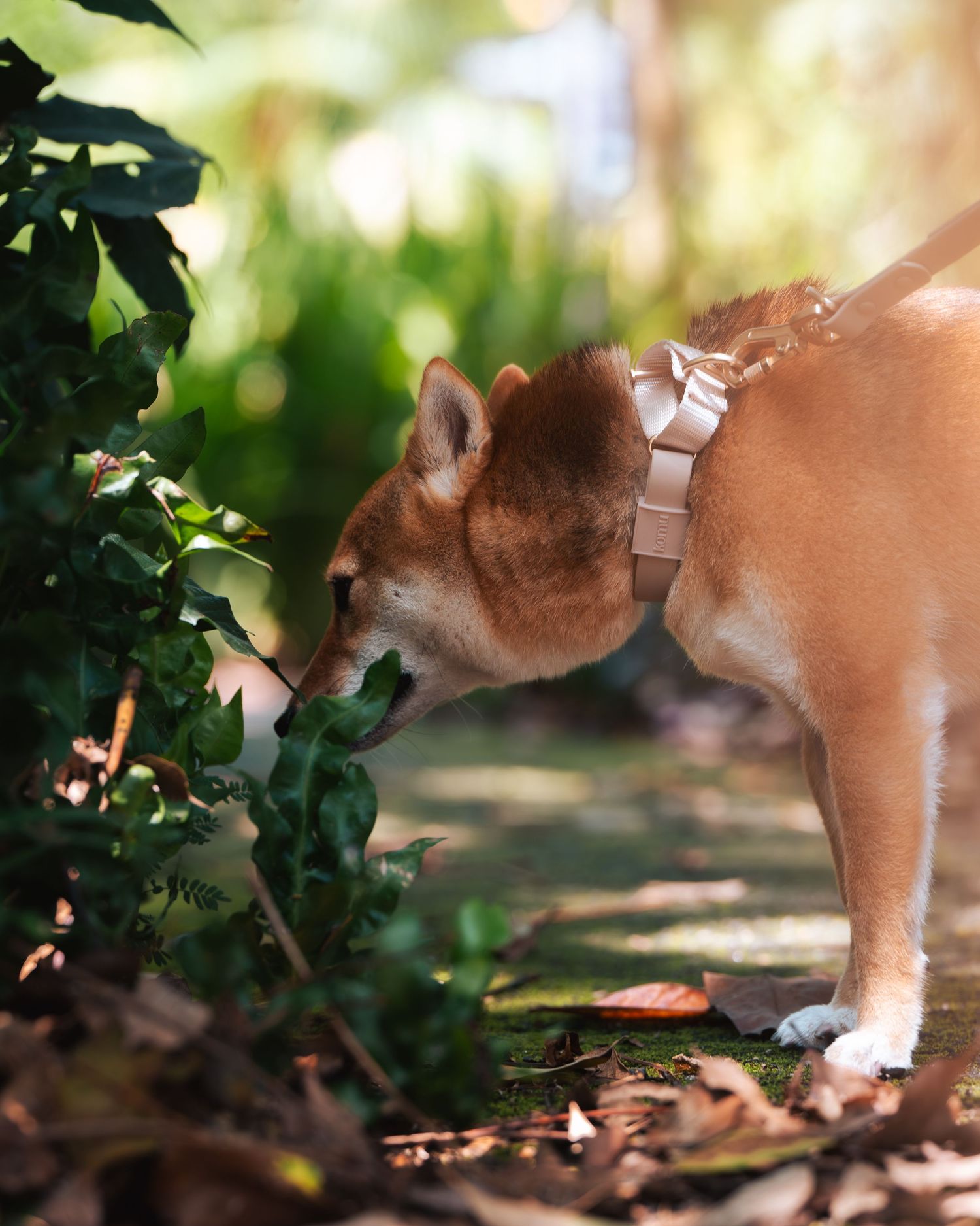 A dog sniffing and exploring among green leaves and foliage.