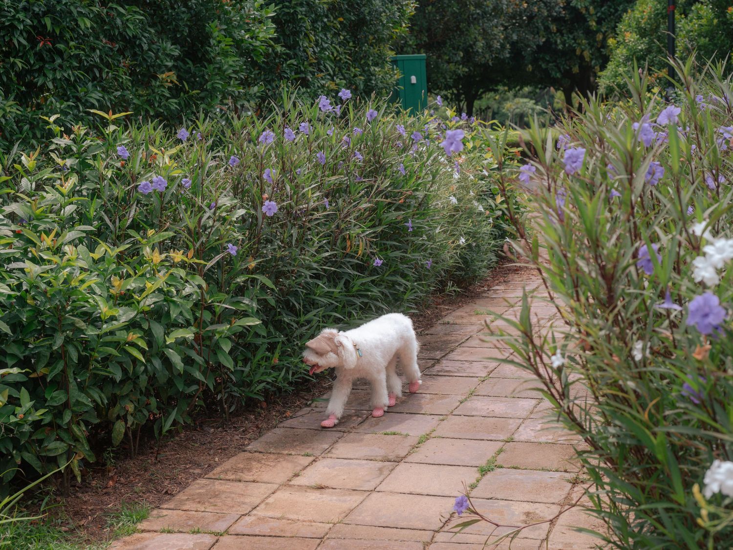 A white dog walks along a brick pathway lined with purple flowers and greenery.