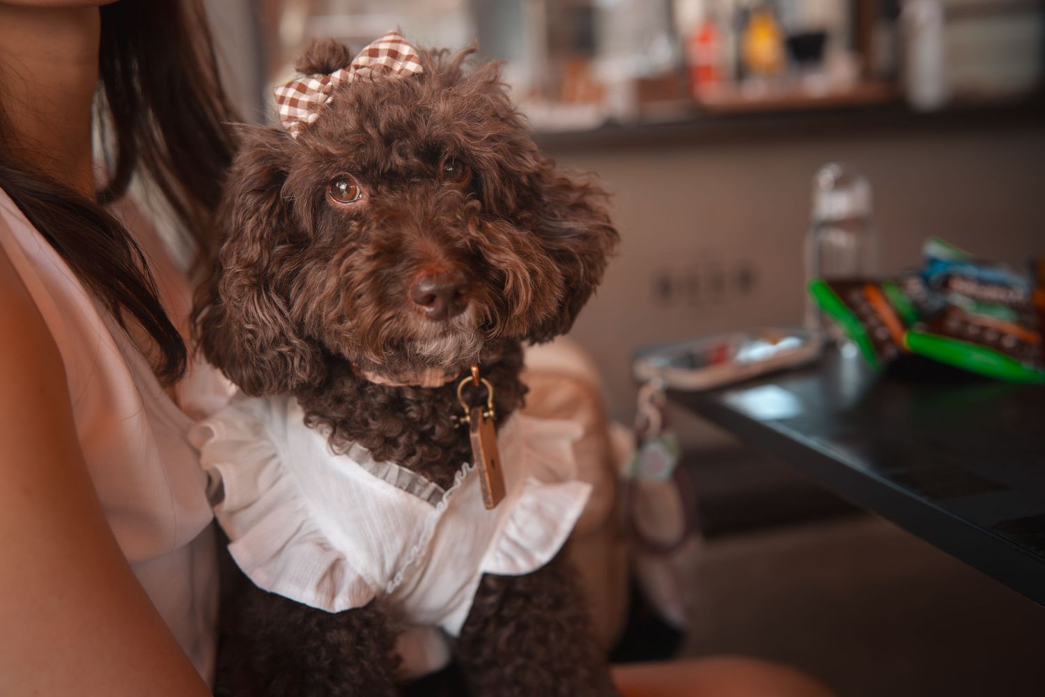 Small brown poodle dog wearing a white shirt and collar sits attentively on a wooden floor.