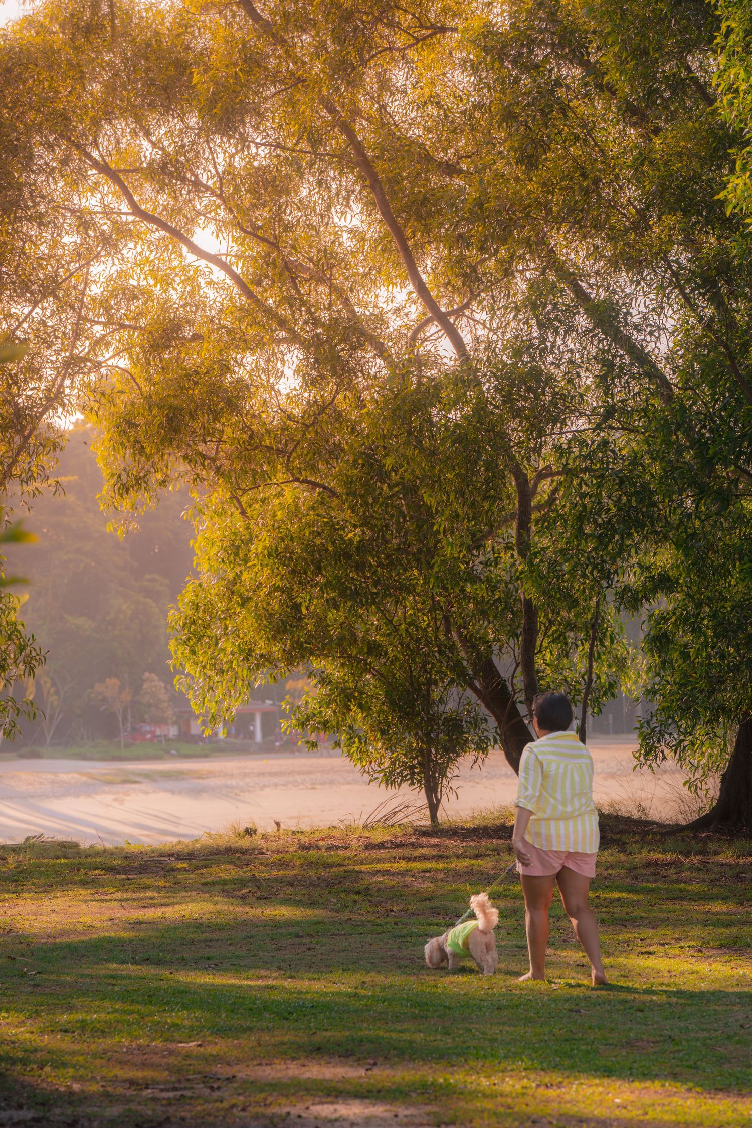 Person walking a small white dog in a sunlit park under large trees during golden hour sunset.