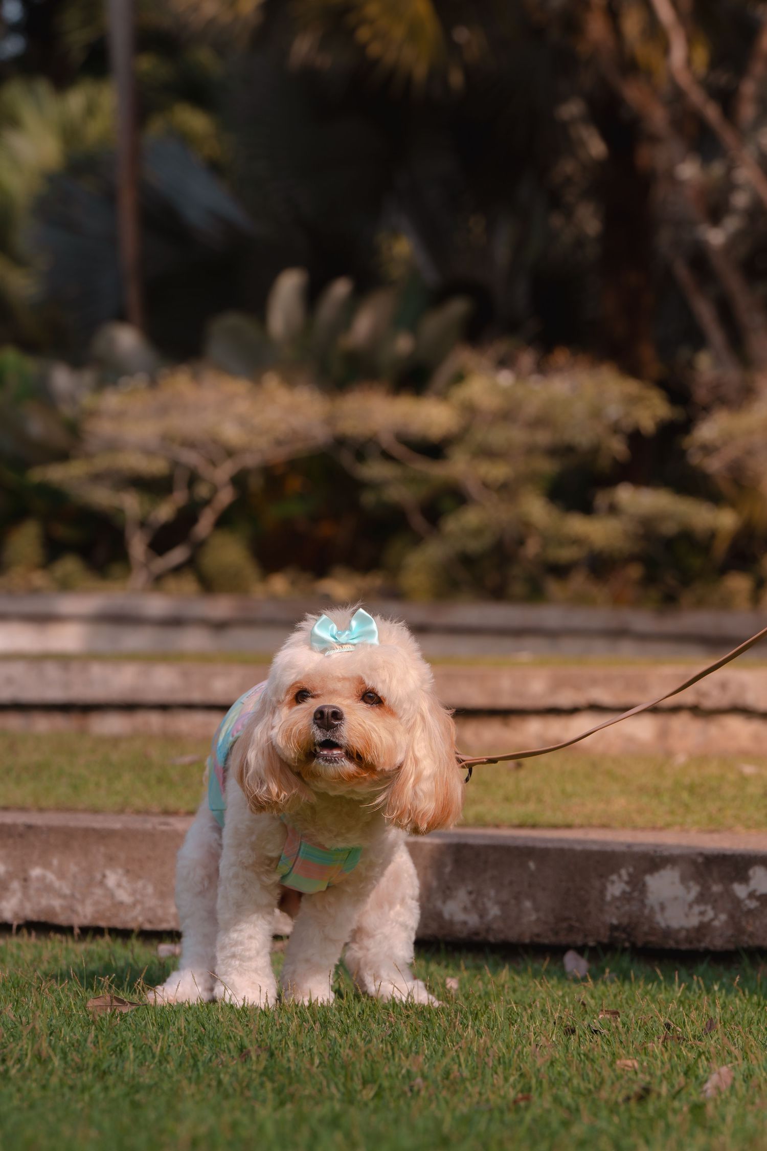 A small white dog with a blue bow explores a grassy area outdoors.