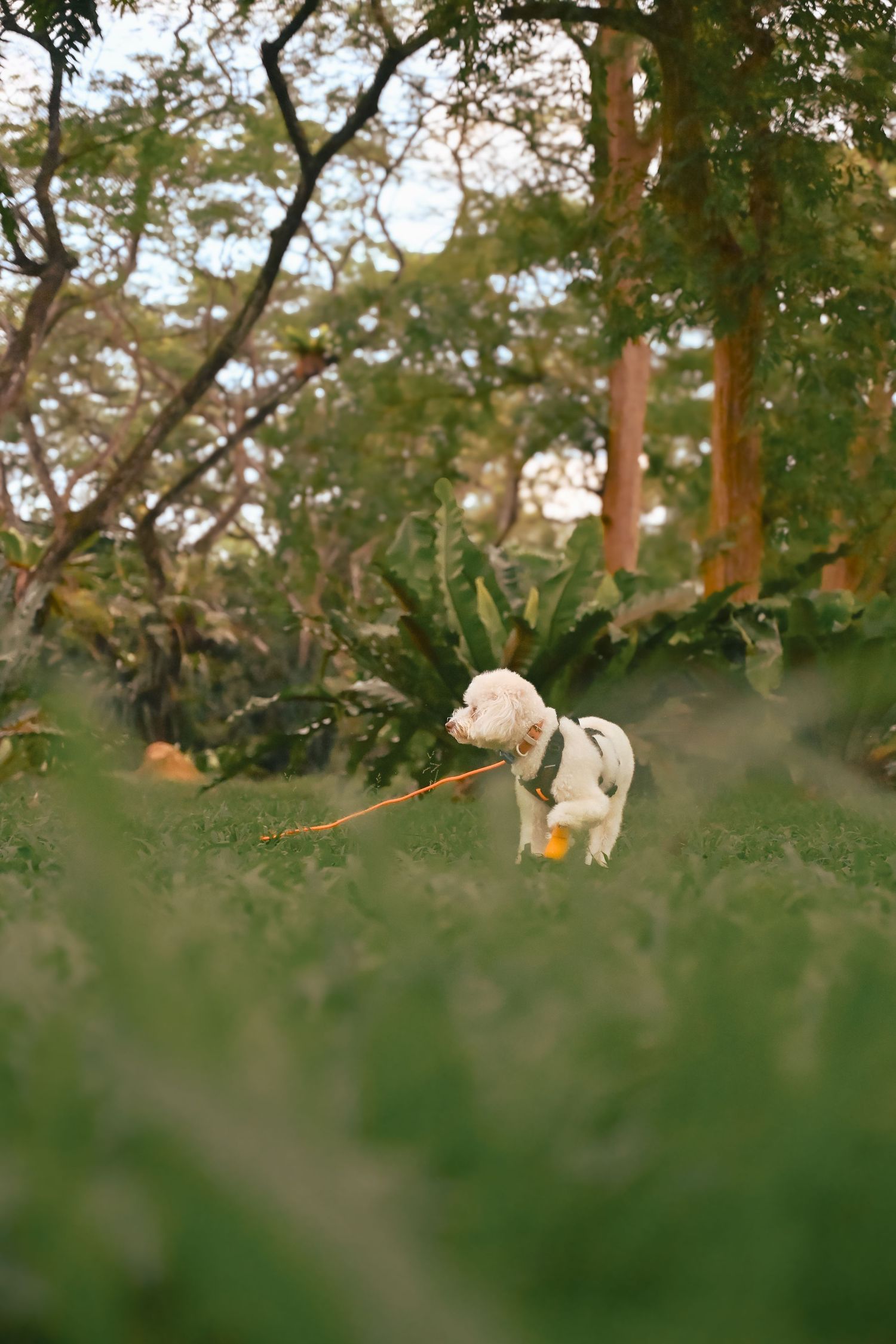 Small white dog walking through grass with trees in the background during golden hour.