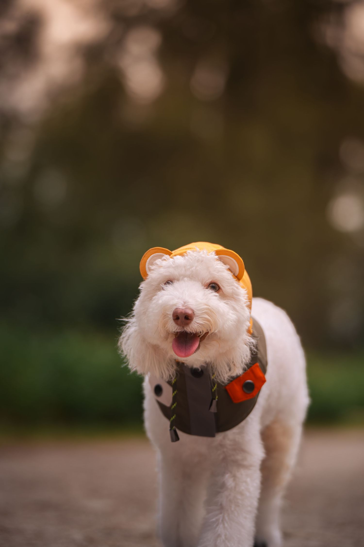 A fluffy white dog wearing an orange bear hat and brown vest costume standing outdoors in a park.