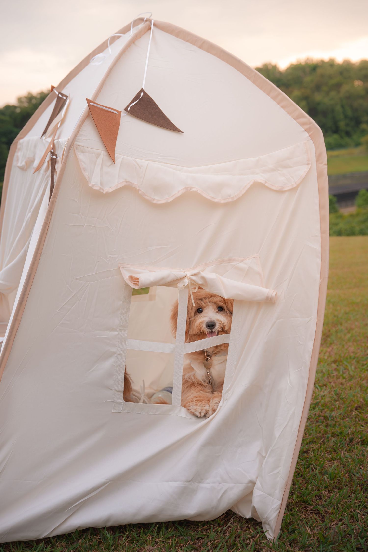 A fluffy dog peeks through the window of a white canvas play tent set up on green grass at dusk.