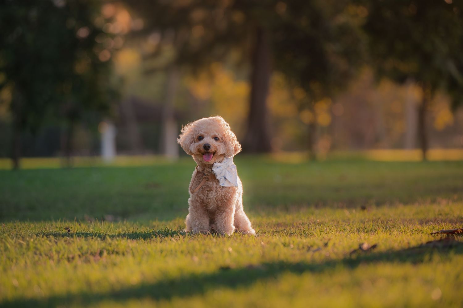 A fluffy cream-colored Poodle puppy sits on green grass in a sunlit park, tongue out, with trees in the background.