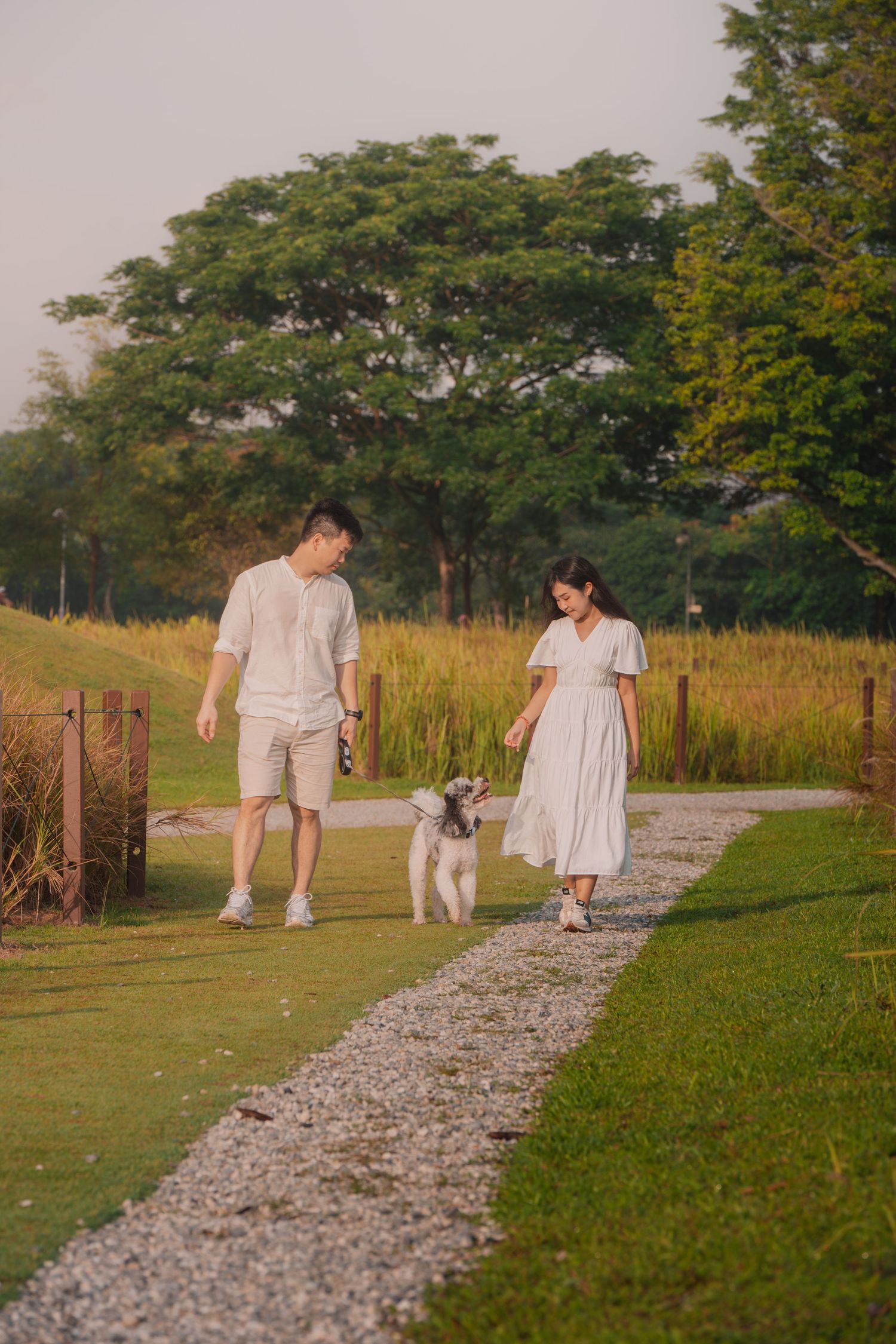A couple in white outfits walks their dog on a gravel path through a lush green park at golden hour.