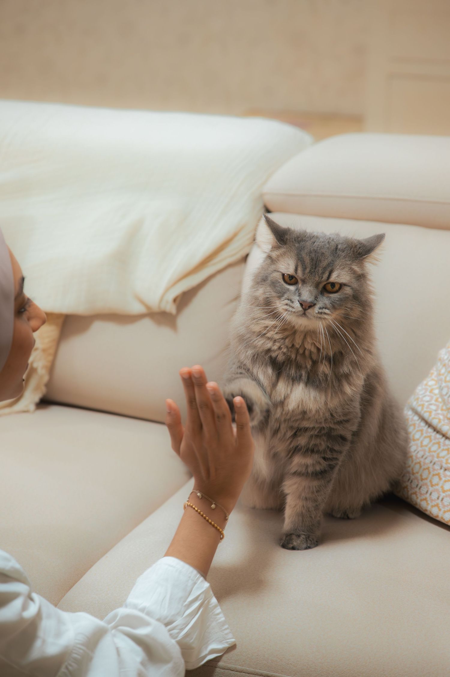 A gray fluffy cat sits on a beige sofa as a woman in white extends her hand toward it.
