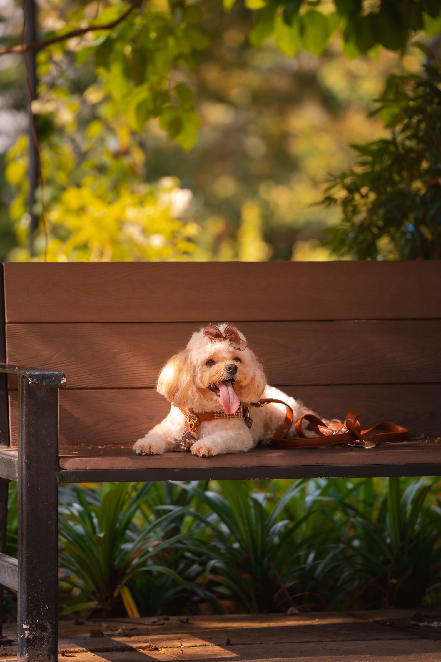 Fluffy goldendoodle dog relaxes on wooden bench under autumn foliage.
