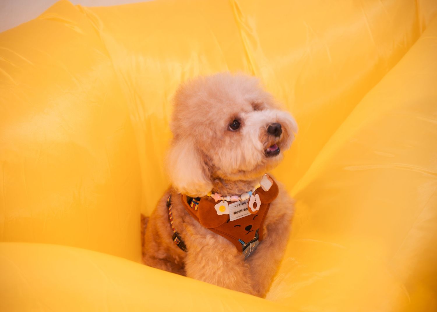 Small dogs playing in a bright yellow environment.