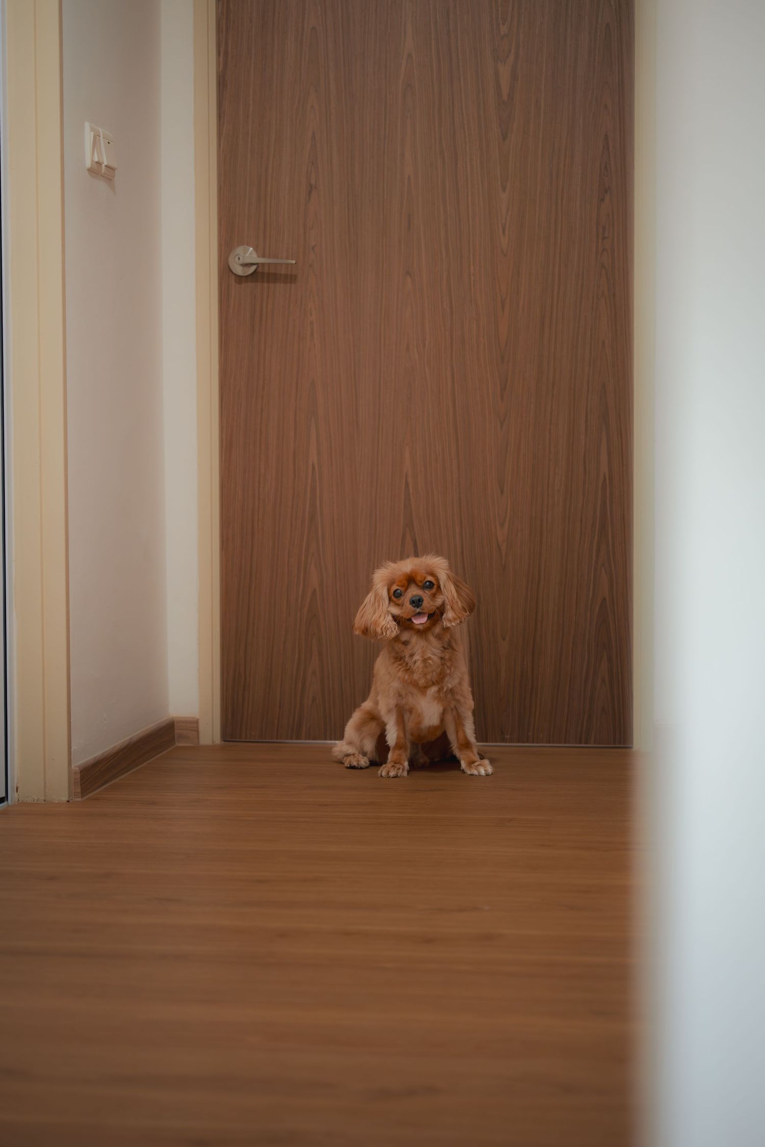 A fluffy golden Cavalier King Charles Spaniel sitting on hardwood floor in front of a wooden door indoors.