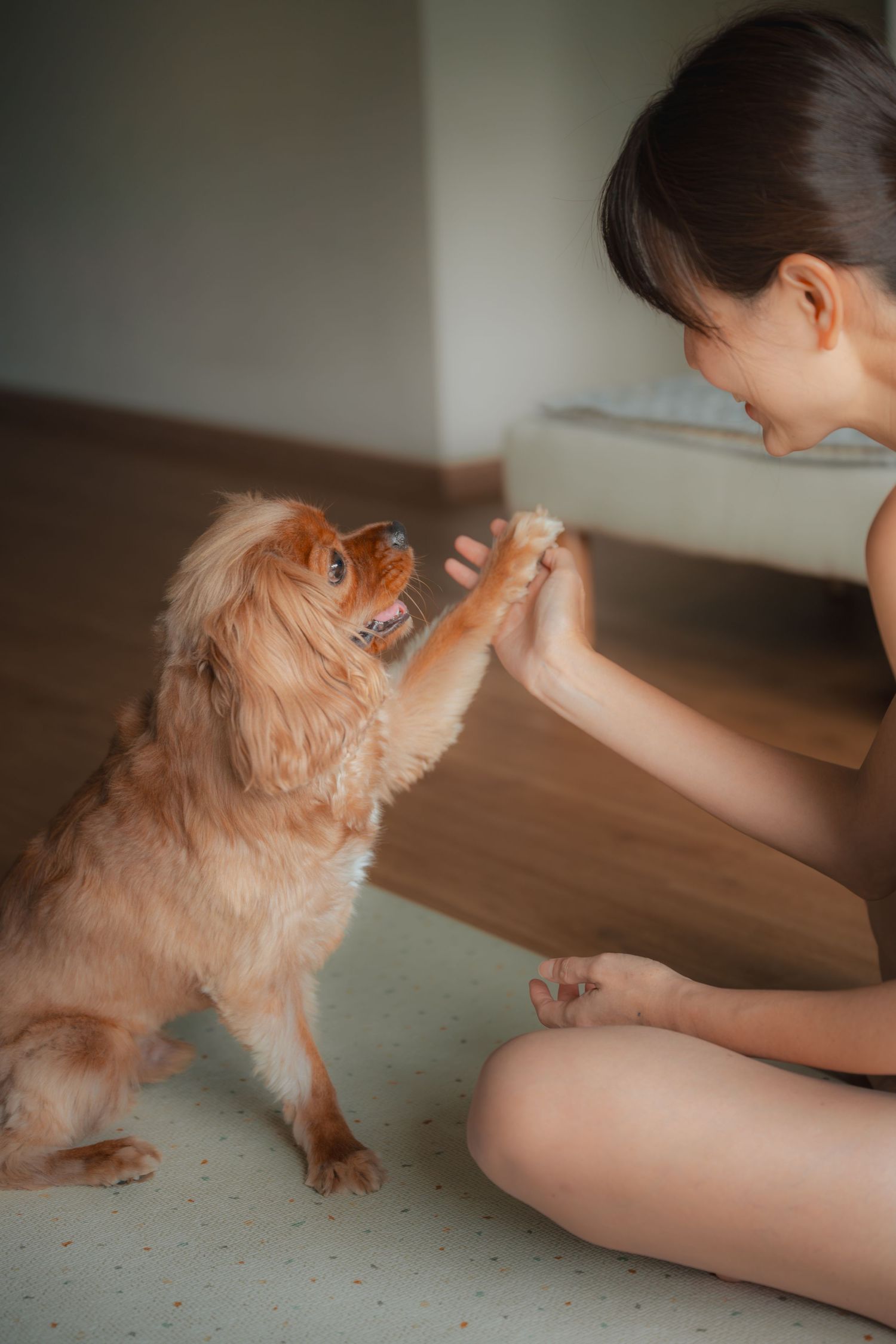 Young woman sitting cross-legged on floor giving a high-five to her fluffy golden Cavalier King Charles Spaniel dog.