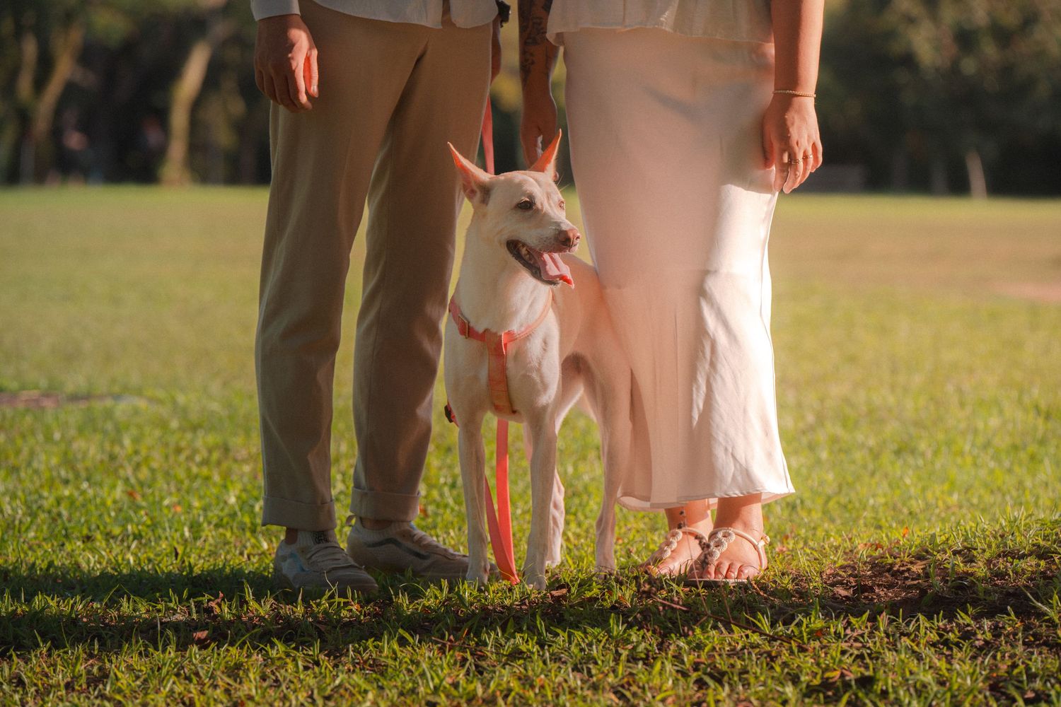 A row of people's legs and feet standing in a grassy field during golden hour sunlight.