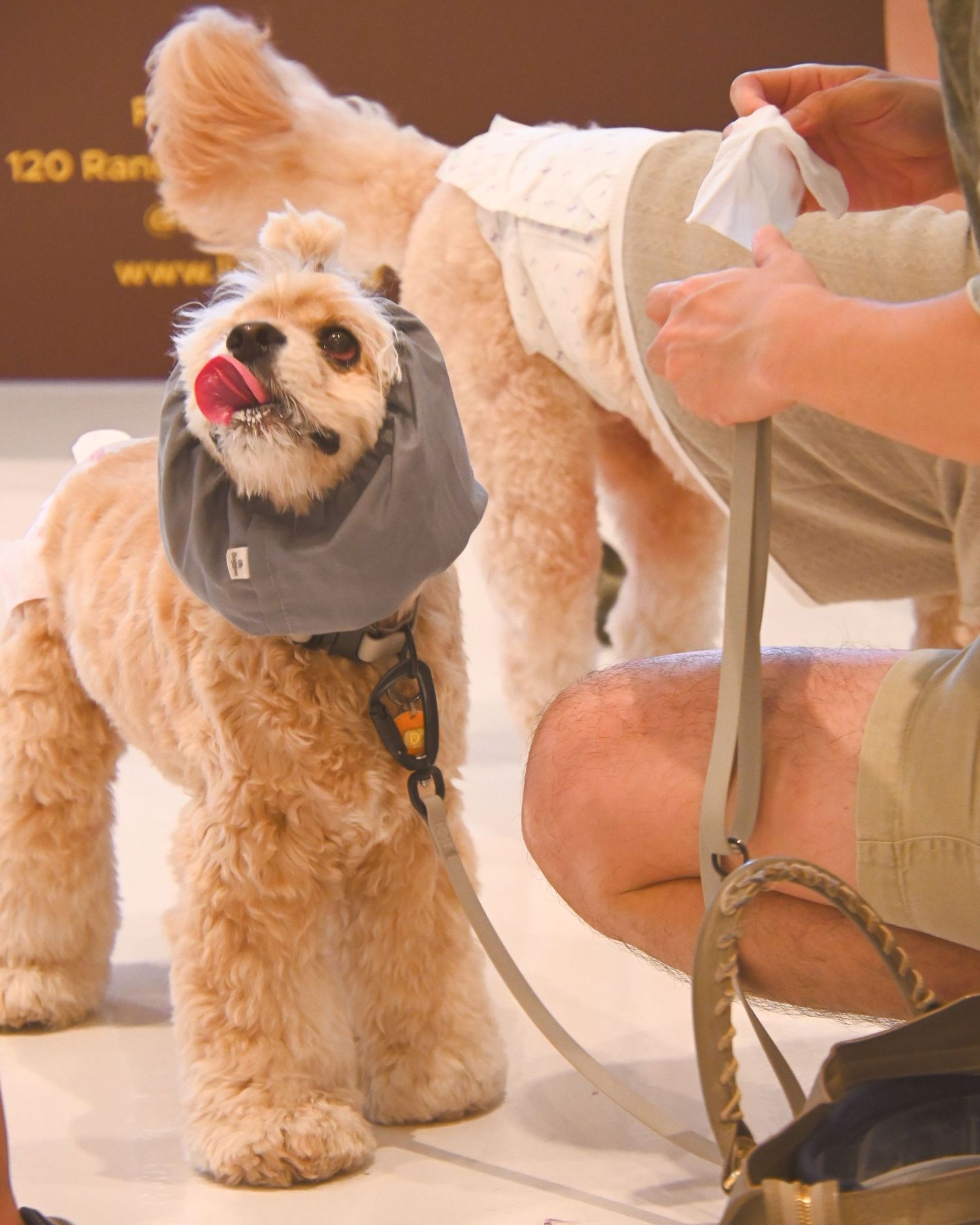 Row of groomed dogs at a pet event with handlers nearby.