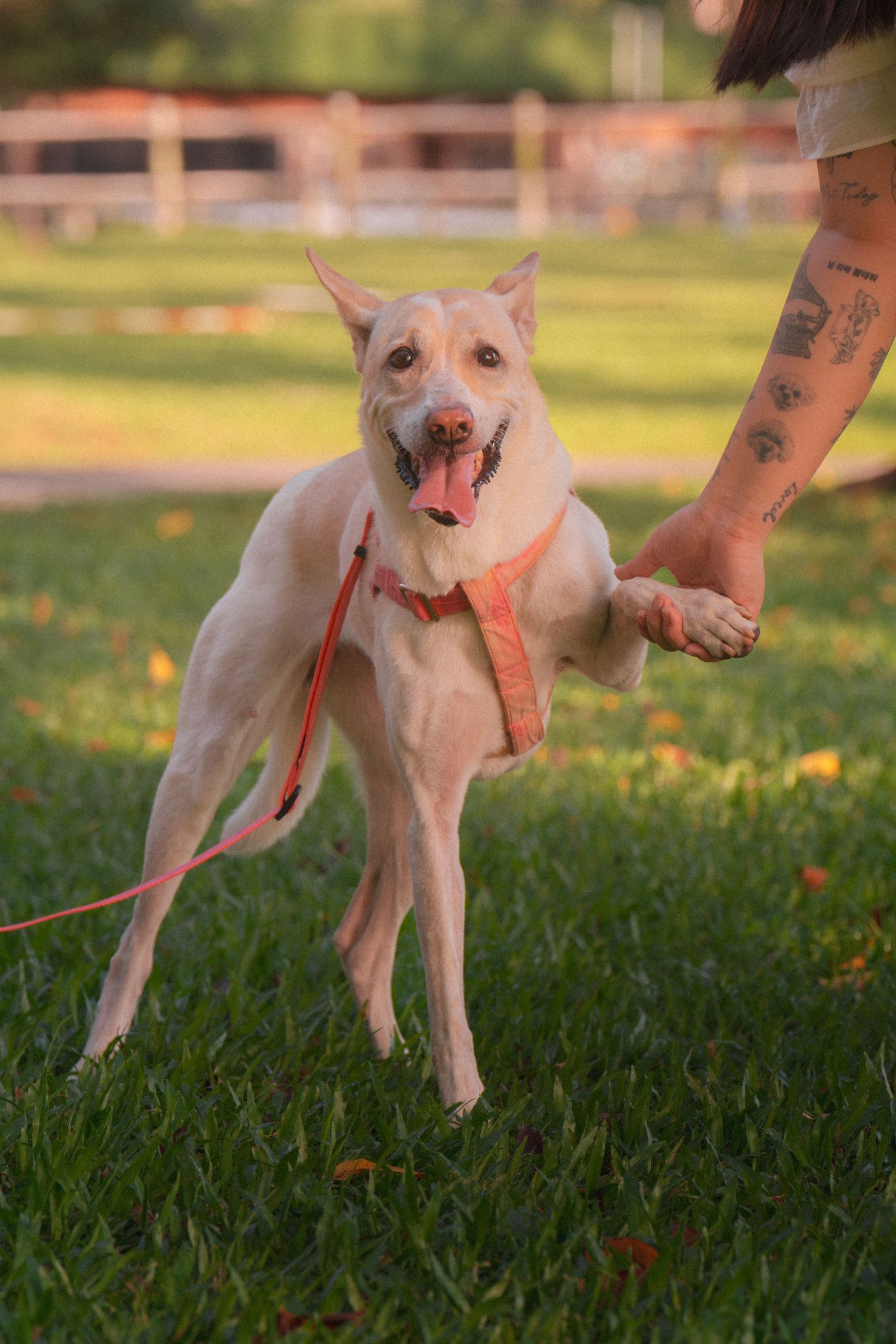 A playful white dog with pointy ears running and jumping in a grassy field during sunset.
