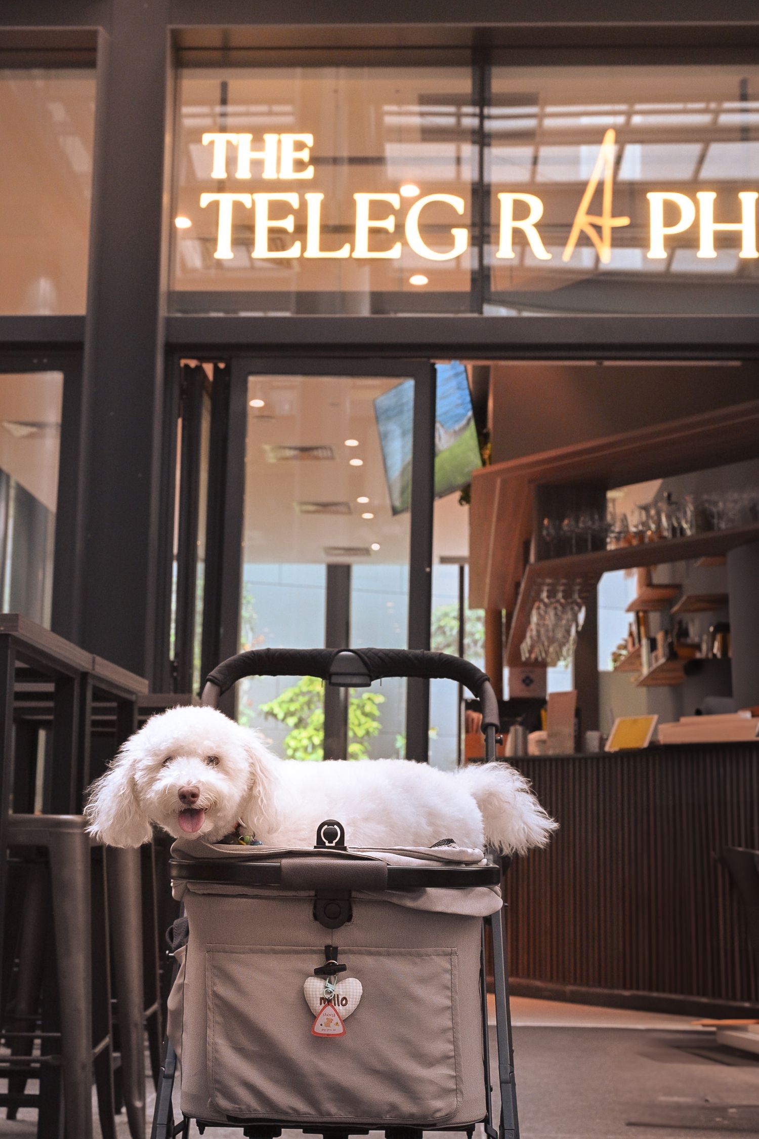 White dog relaxing in pet carrier at The Telegraph restaurant.