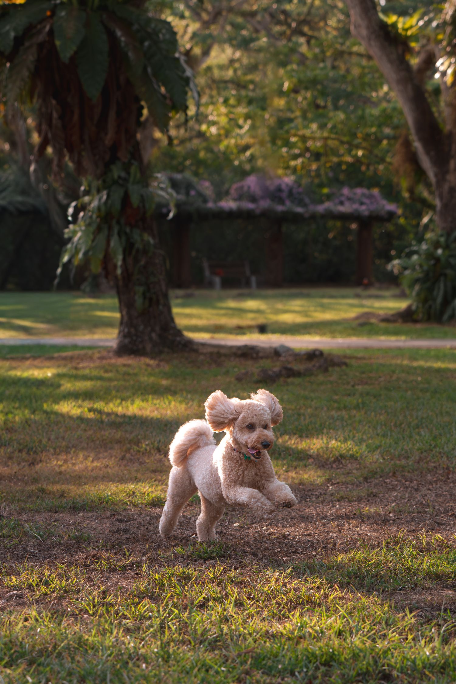 A fluffy cream poodle puppy running playfully on green grass in a sunlit park with trees and a cottage in the background.