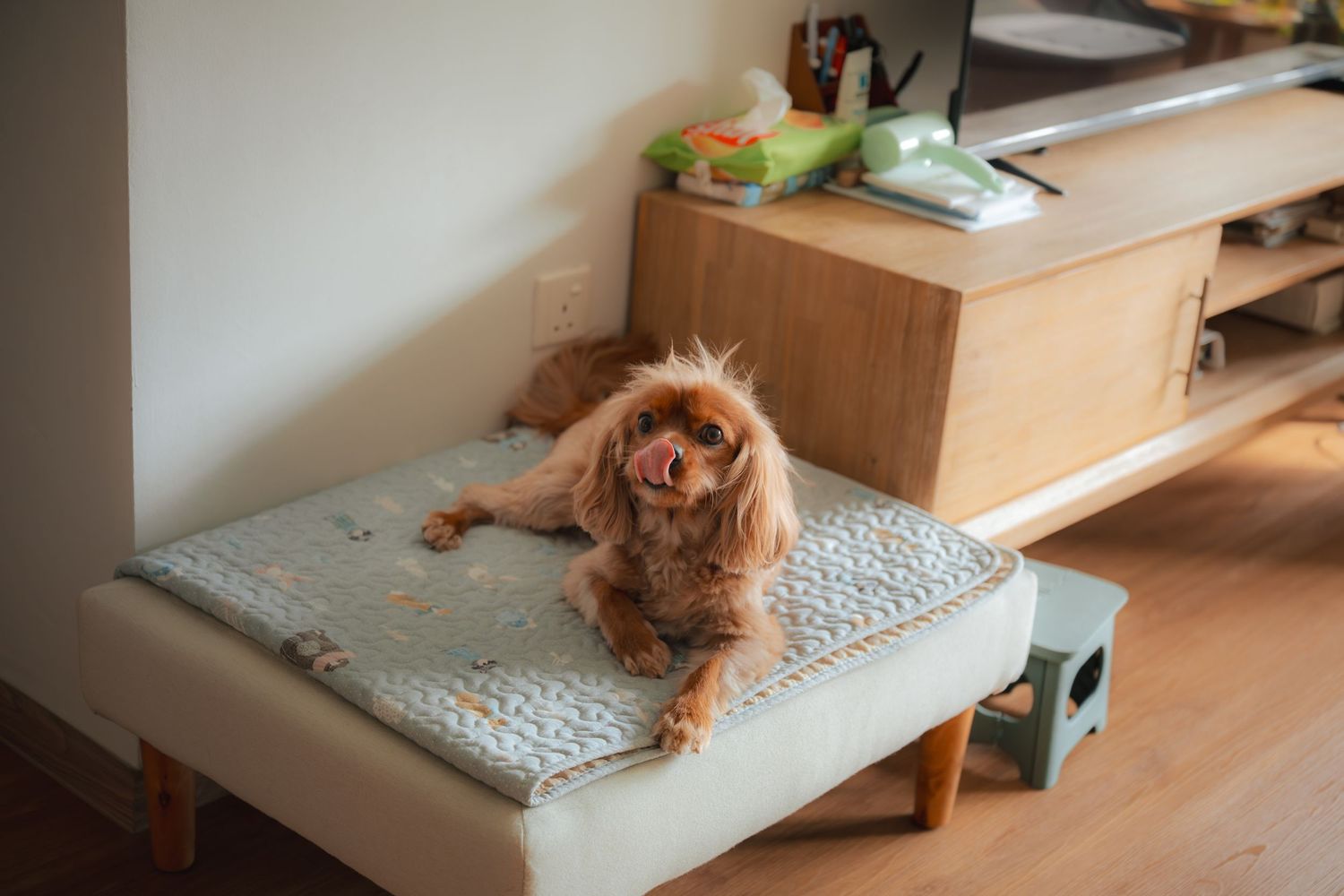 A fluffy brown Cavalier King Charles Spaniel rests on a cushioned ottoman with a patterned mat in a cozy living room.