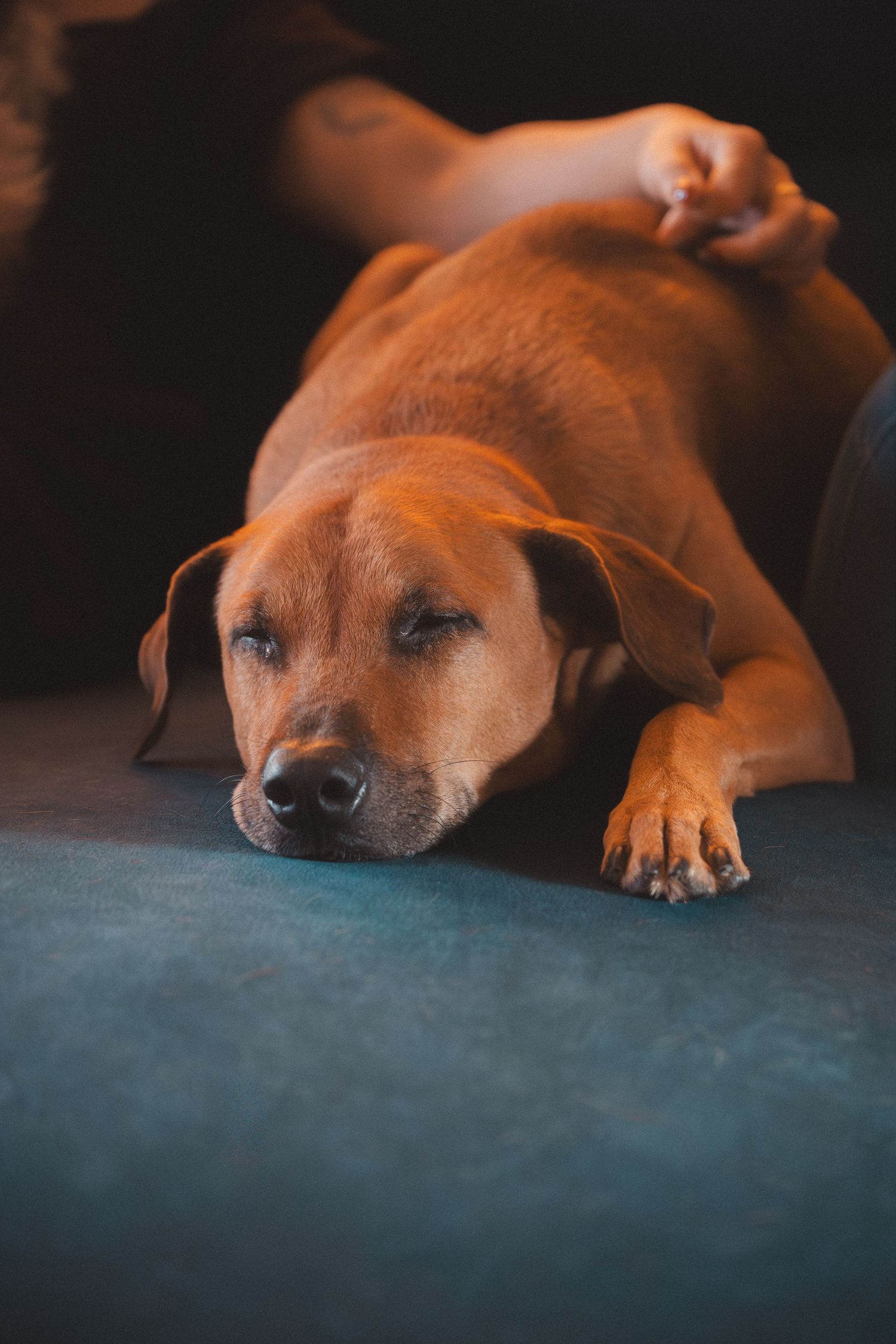 Close-up of a sleeping brown dog's face resting on a dark blue surface in moody lighting.