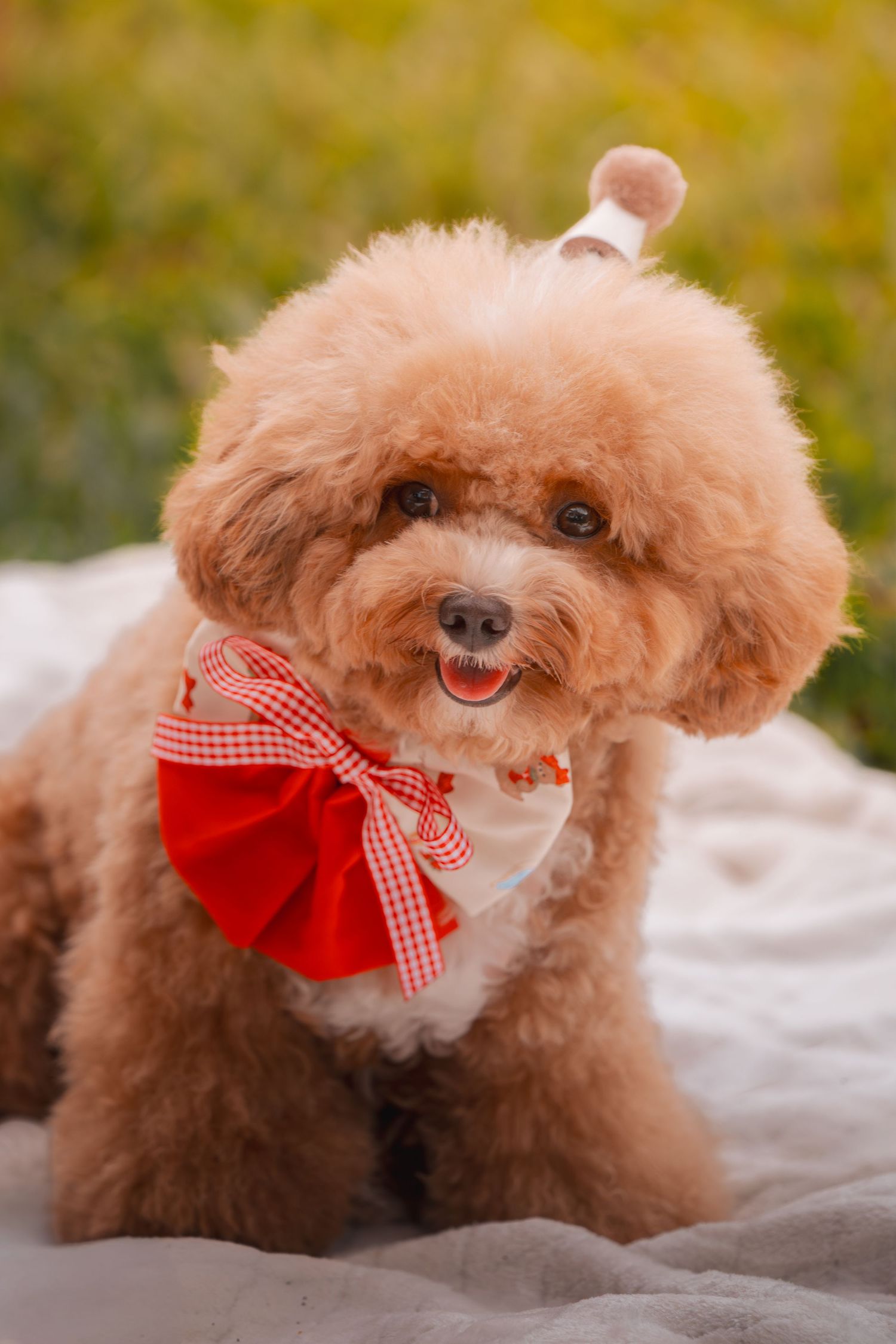 Adorable brown toy poodle wearing a red and white gingham bow scarf smiles while posing on a gray blanket.