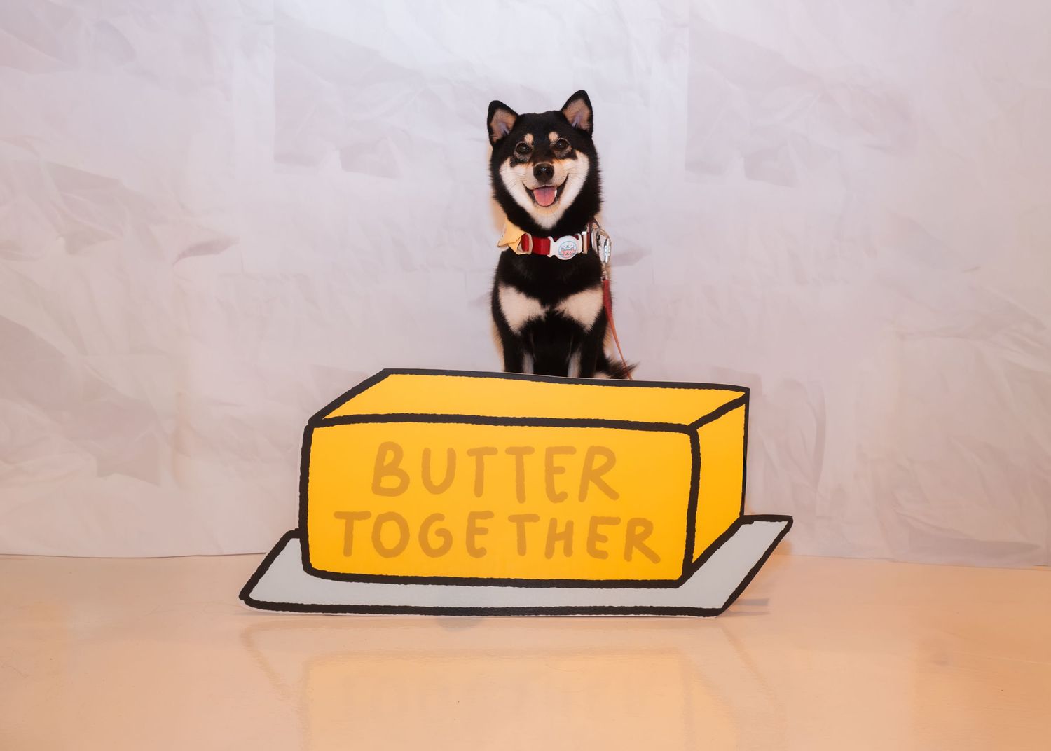 Shiba Inu dog sitting on a yellow butter-themed prop against white background.