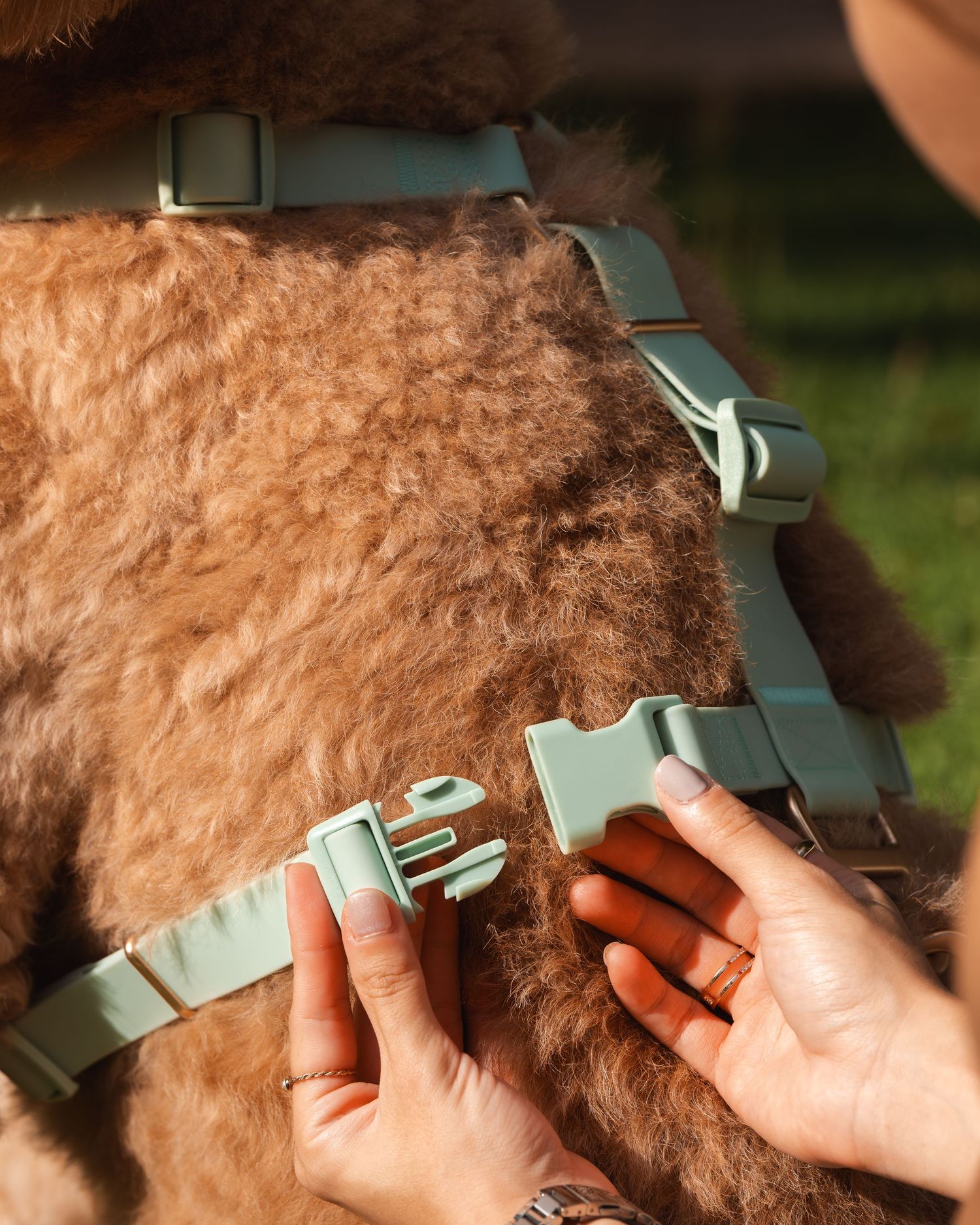 Hands adjusting a mint green harness on a curly-haired dog's fur.