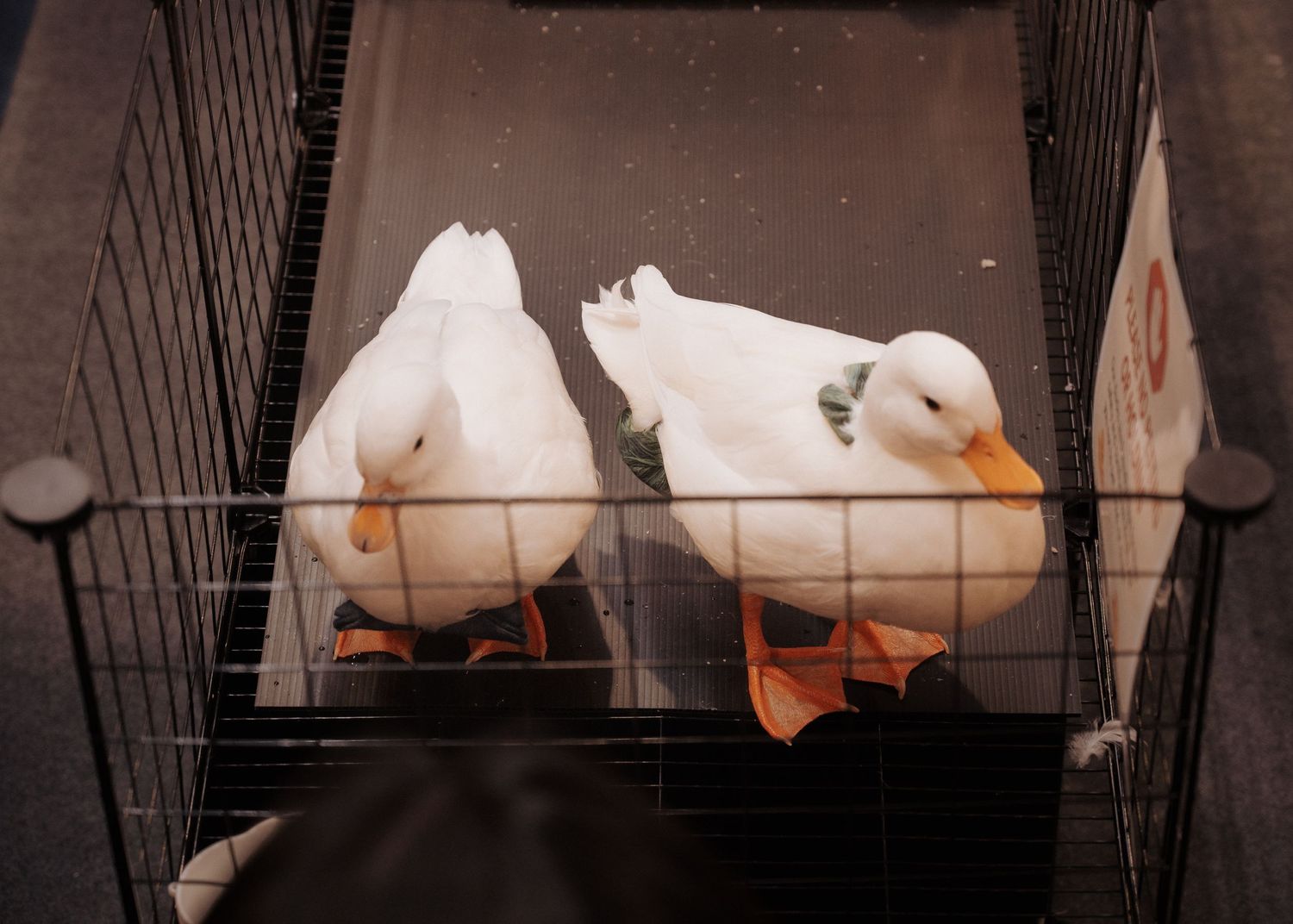 White ducks in a row behind metal bars of an enclosure.