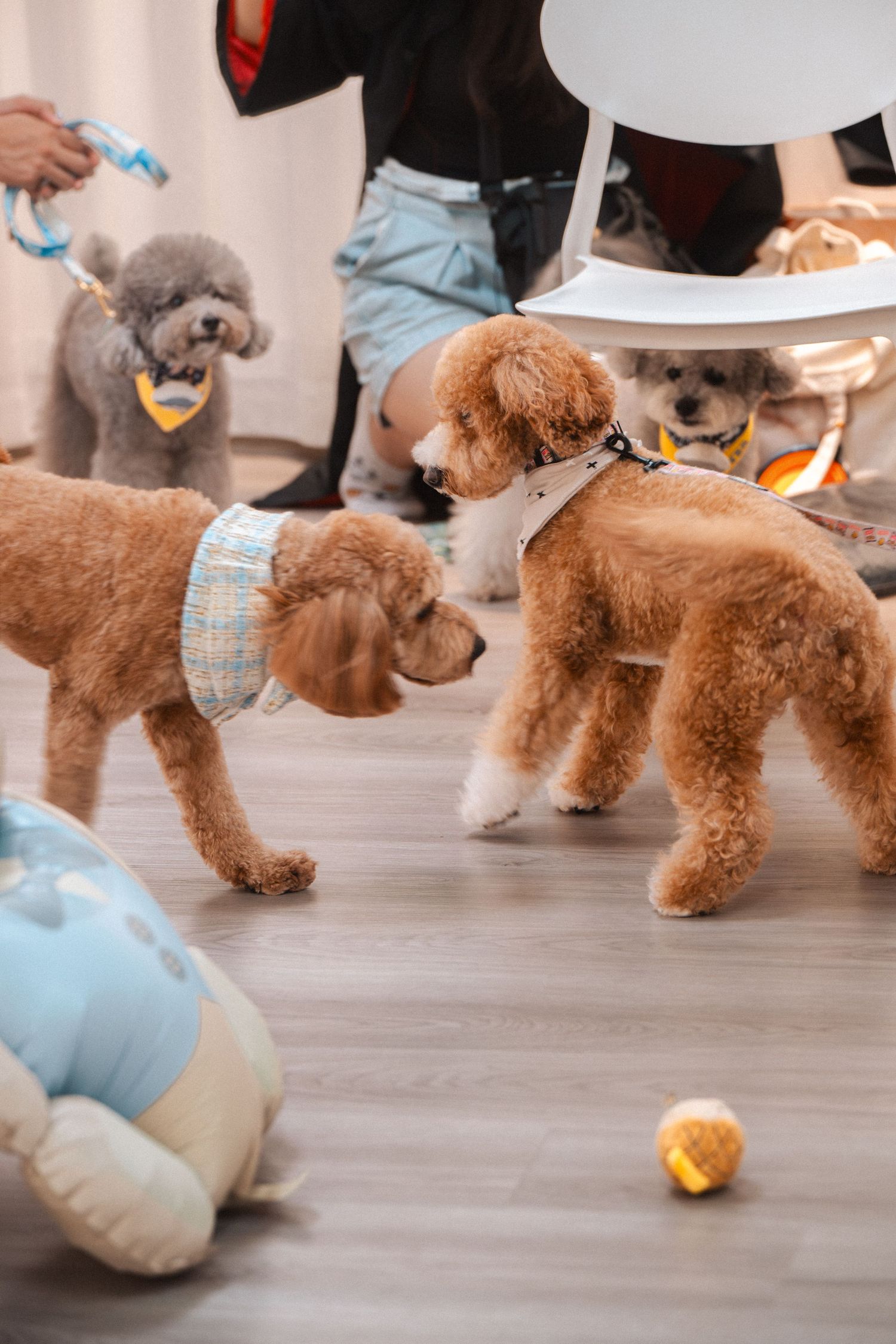 Fluffy brown and gray poodles wearing bow ties and harnesses playing together on a wooden floor indoors.