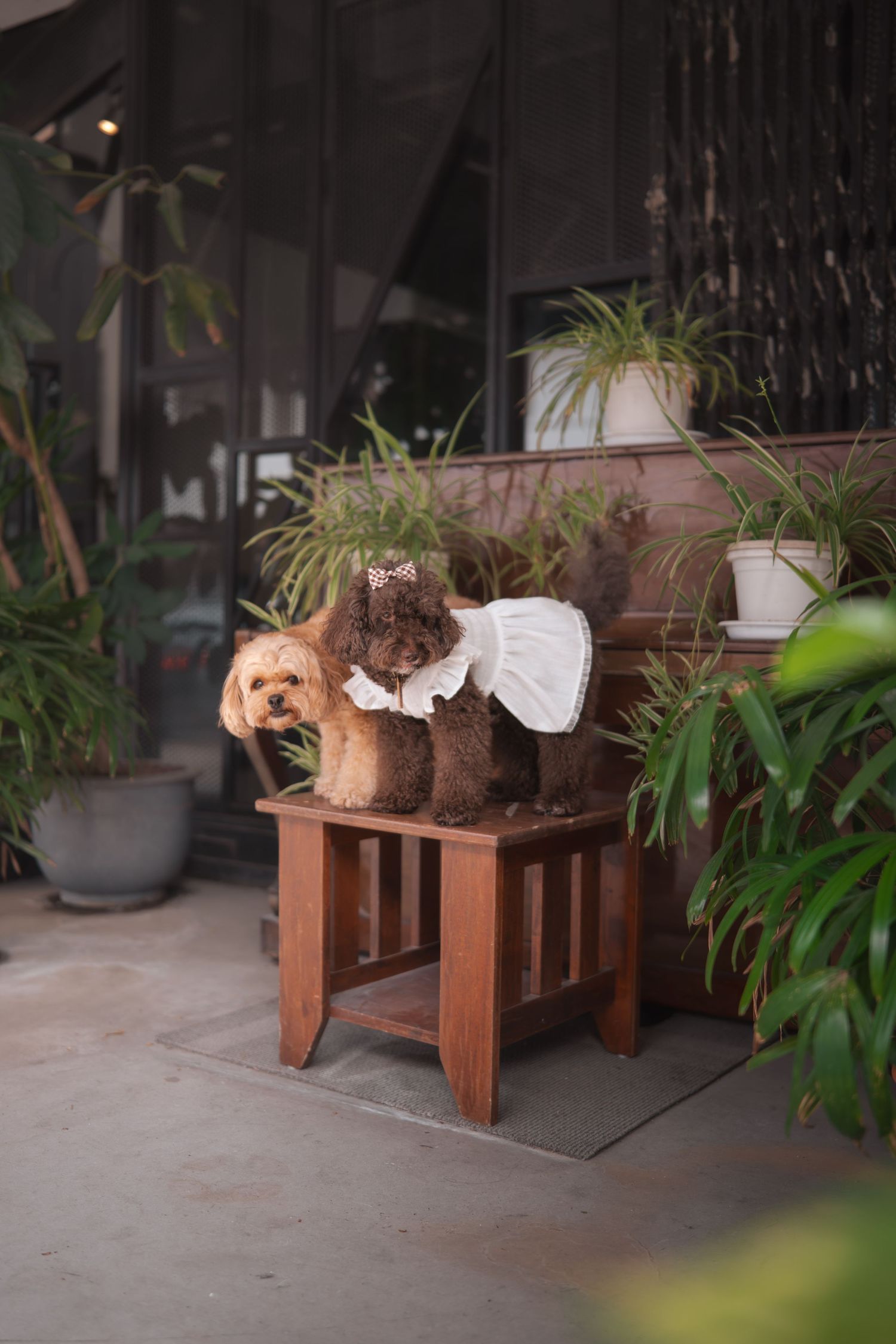Small dog sitting on wooden bench among potted plants and greenery in outdoor garden setting.