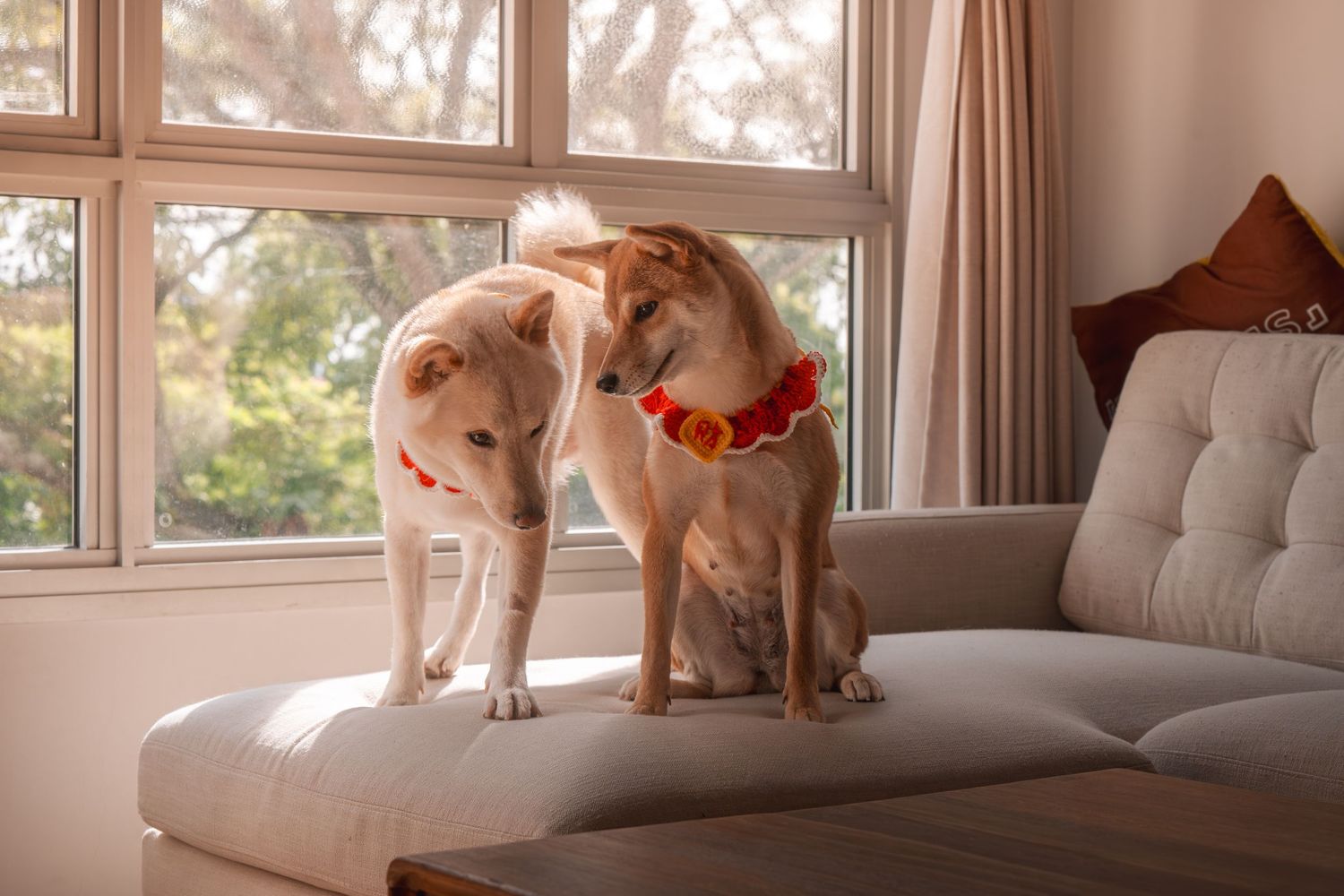 Two Shiba Inu dogs wearing red floral collars standing on a white sofa near a sunlit window indoors.