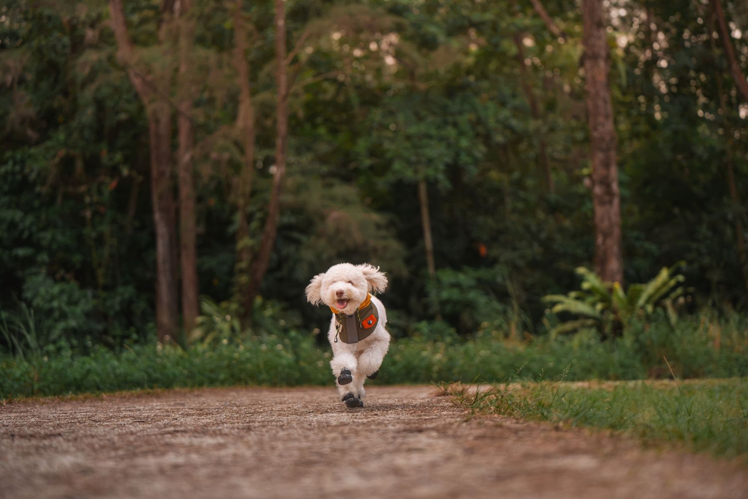 A fluffy white dog joyfully running down a dirt path surrounded by lush green trees in a park.
