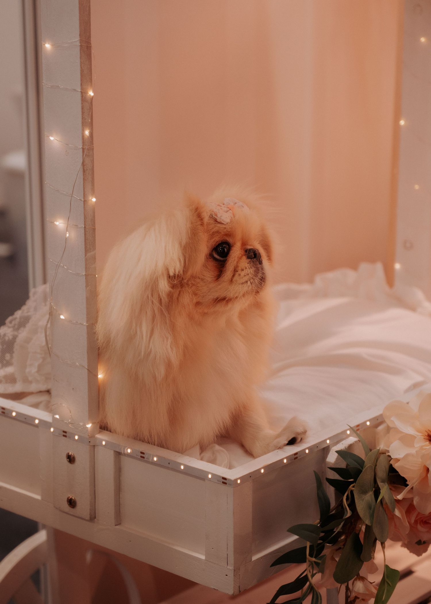 White fluffy dog resting on white furniture with string lights in background.