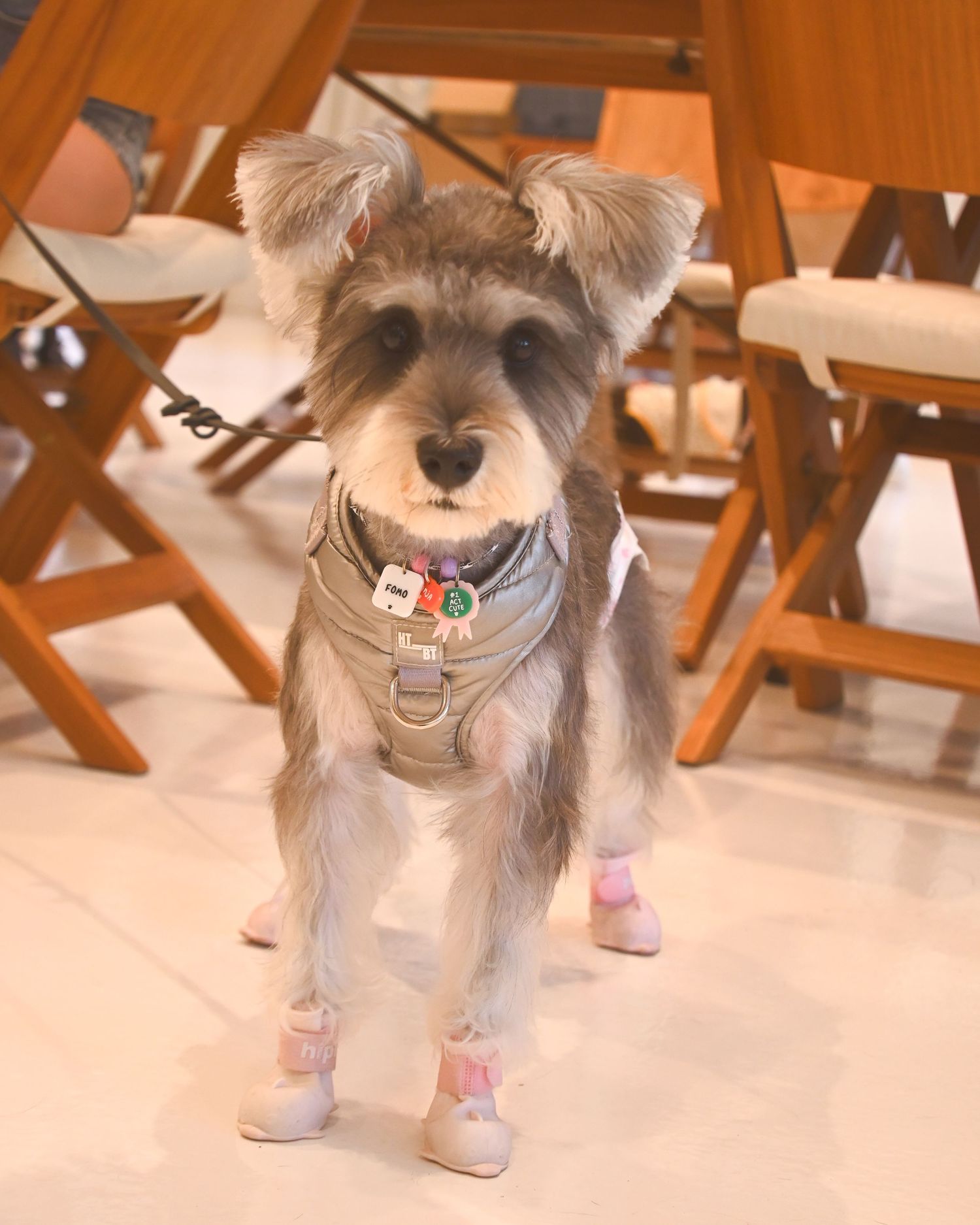 Small dog wearing pink booties on hardwood floor.