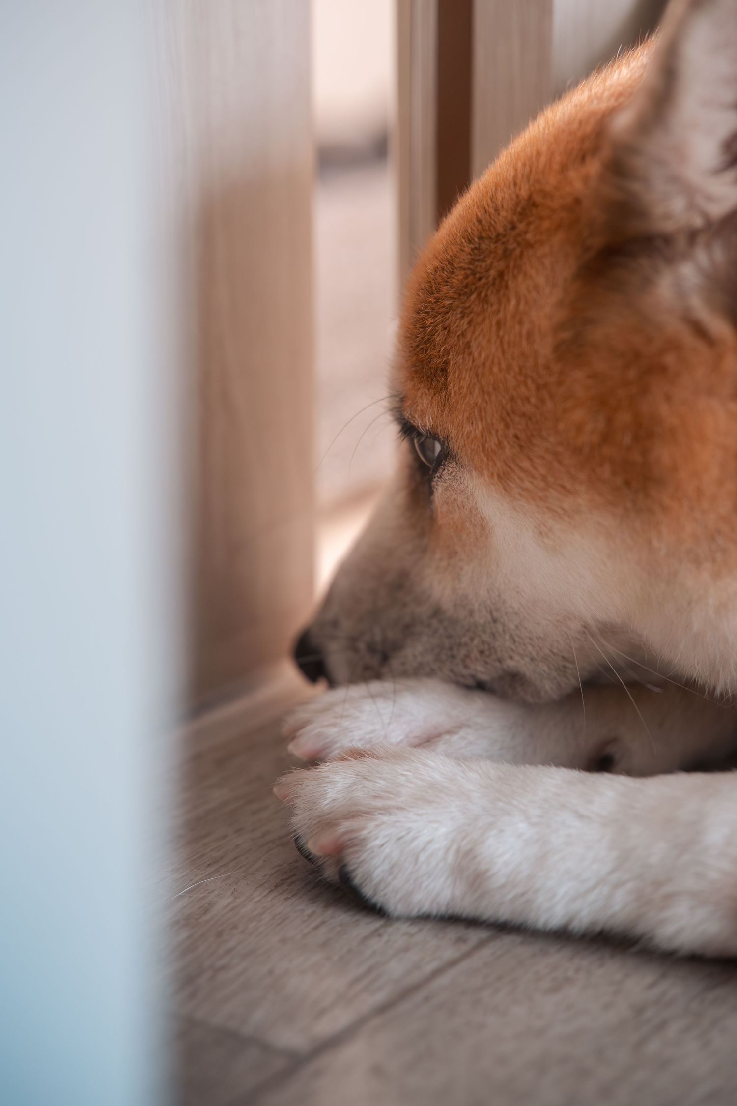 A close-up view of a sleeping Shiba Inu dog with its distinctive red fur and white muzzle resting peacefully.