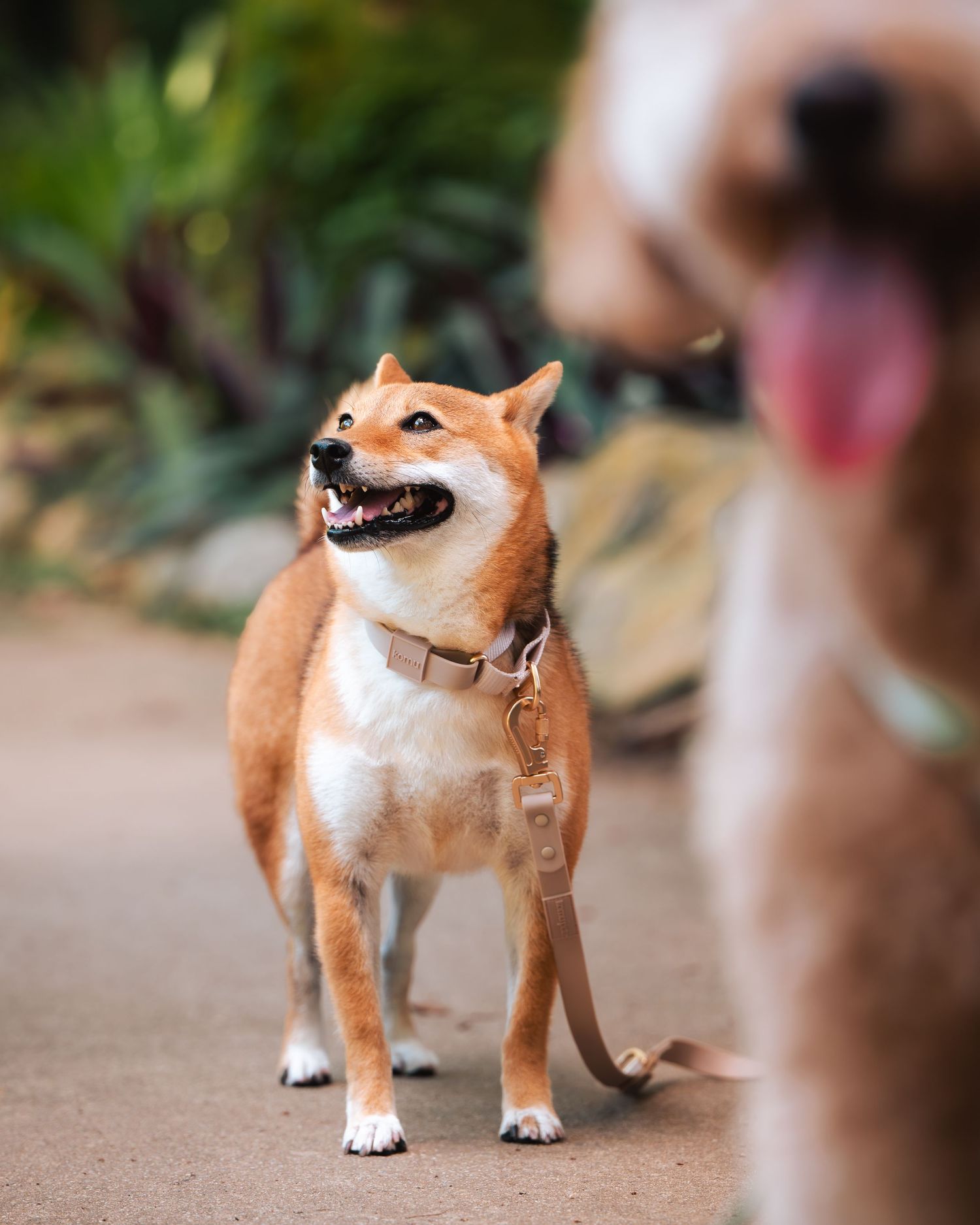 Shiba Inu dog with leash showing playful expressions in outdoor setting.