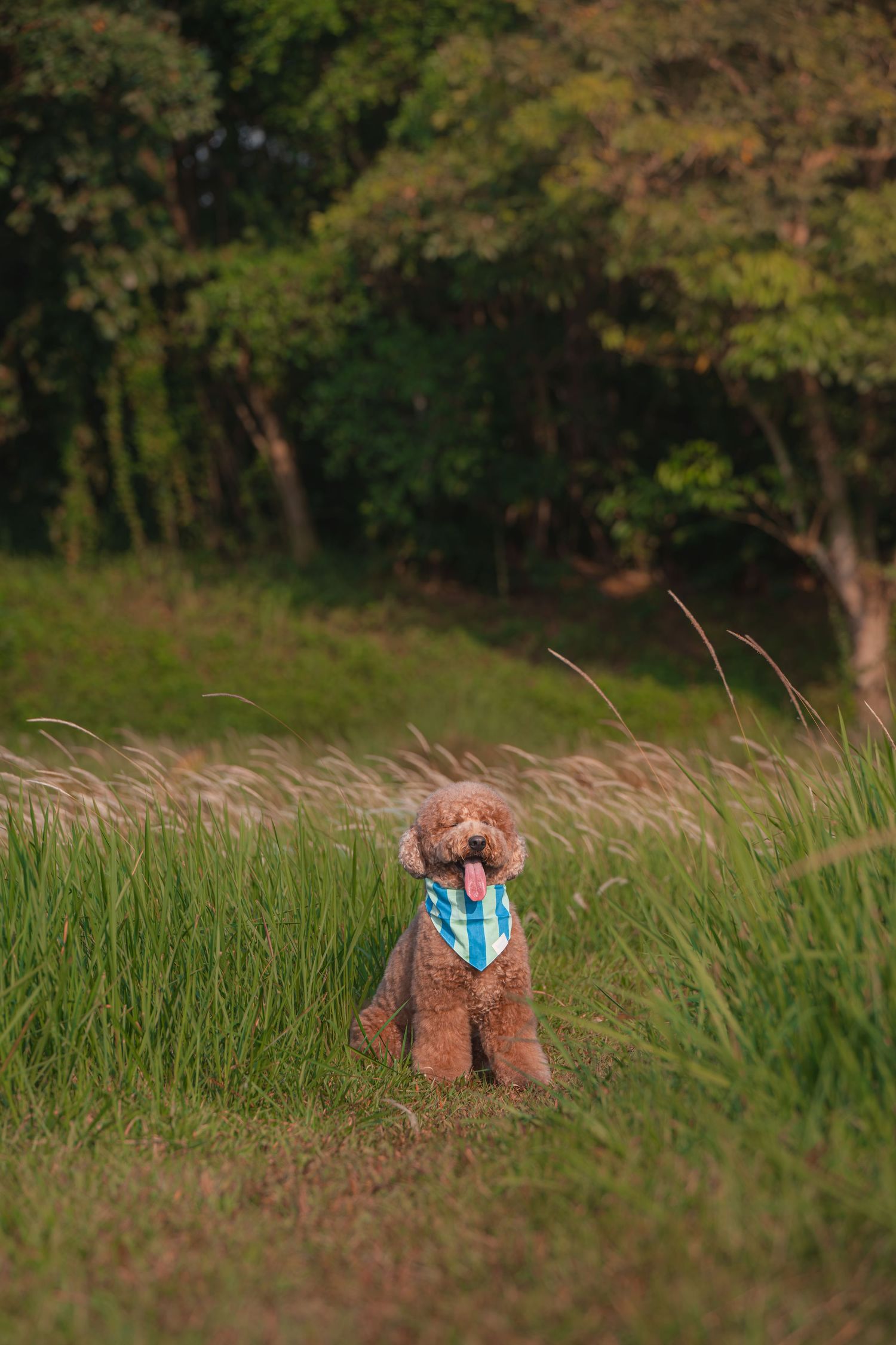 A fluffy brown poodle wearing a blue plaid bandana sits in a lush green meadow with tall grass and trees.