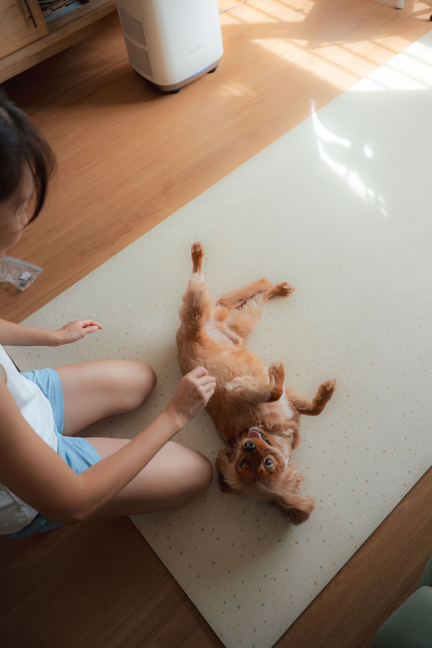A woman sits on a mat playing with her golden Cocker Spaniel dog lying on its back in a sunny room.