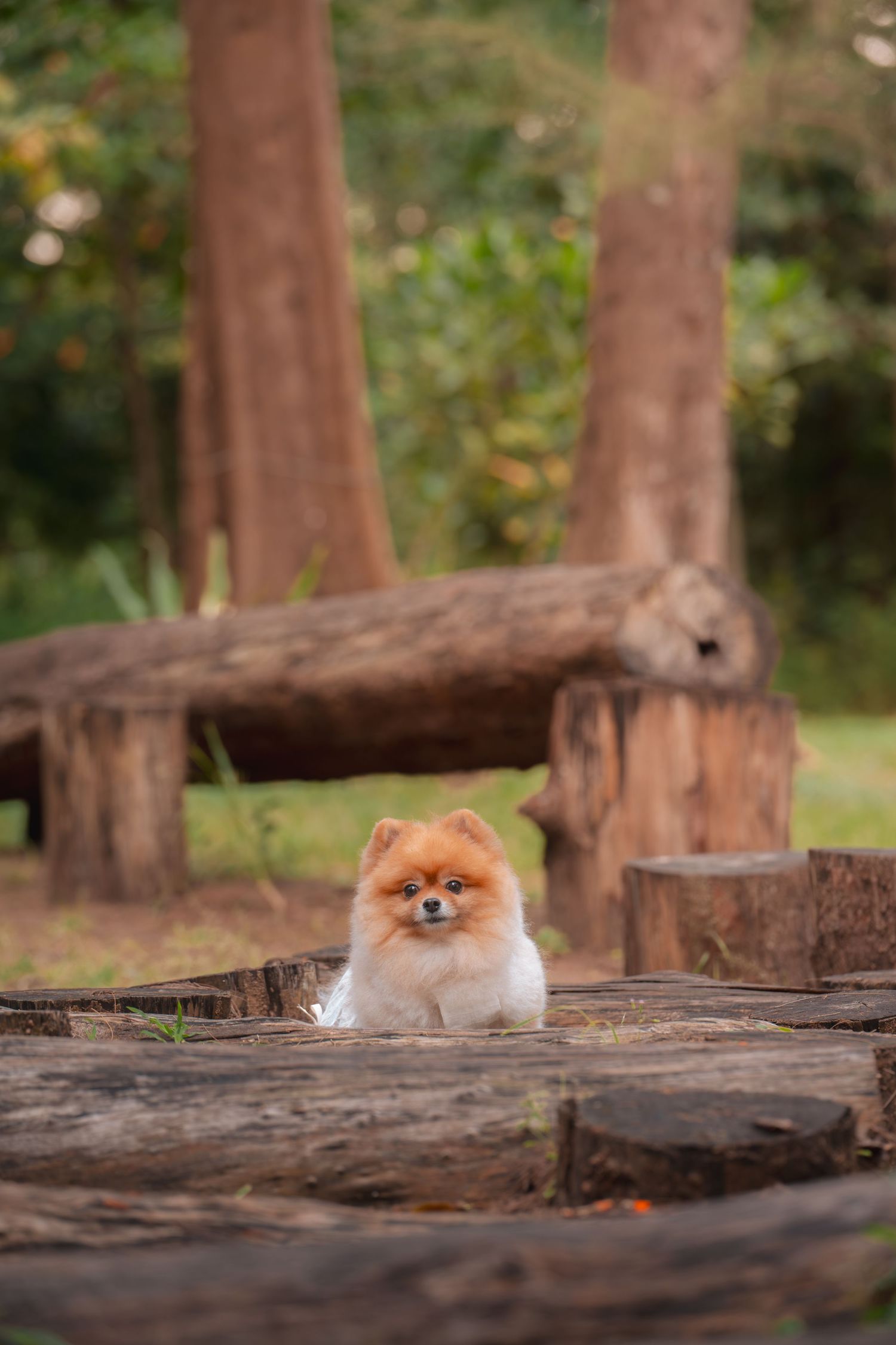 A fluffy orange Pomeranian dog sits on wooden logs in a lush green forest park setting.