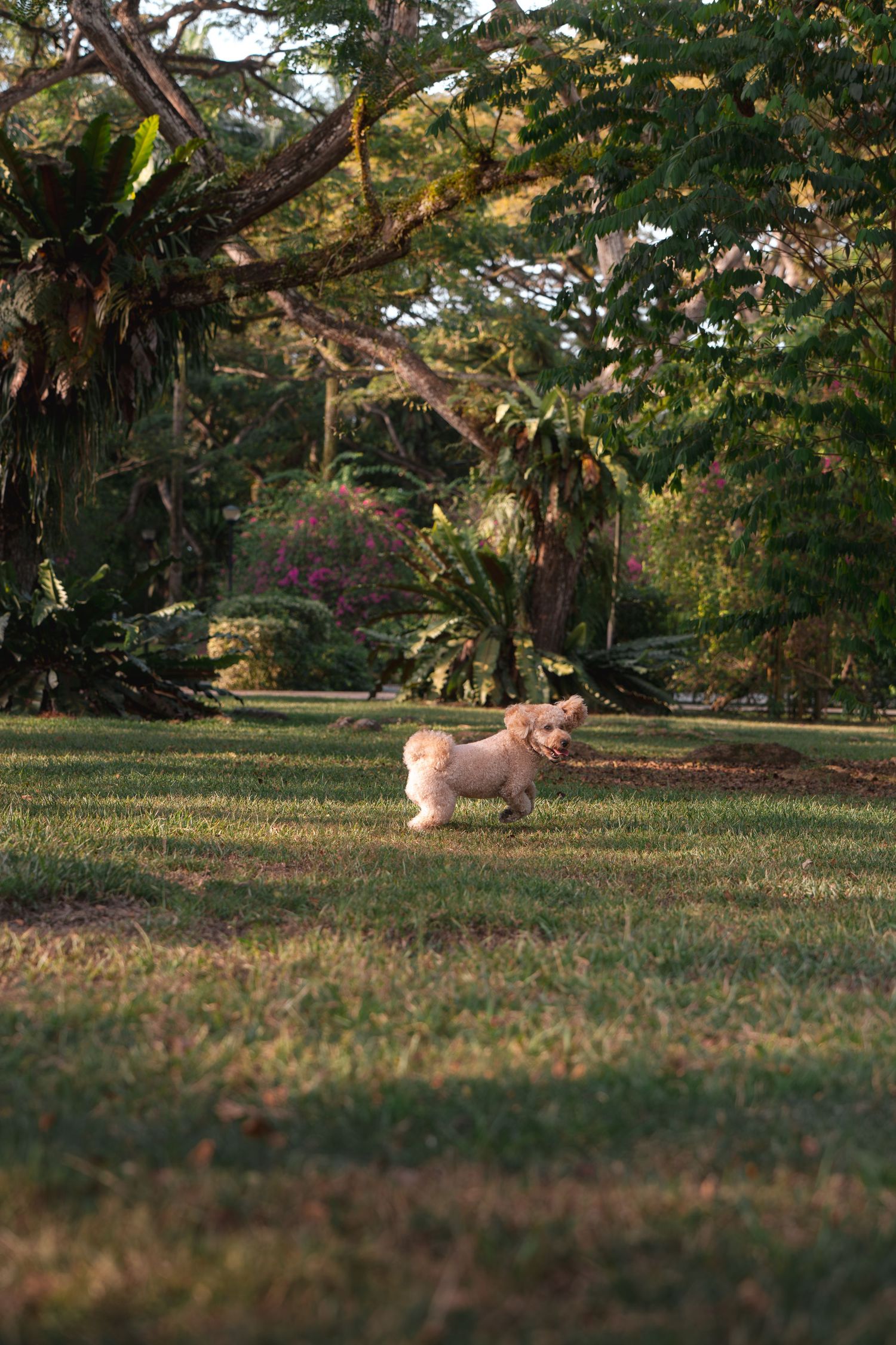 A fluffy golden puppy runs joyfully across a lush green lawn surrounded by tropical trees in a sunny park.